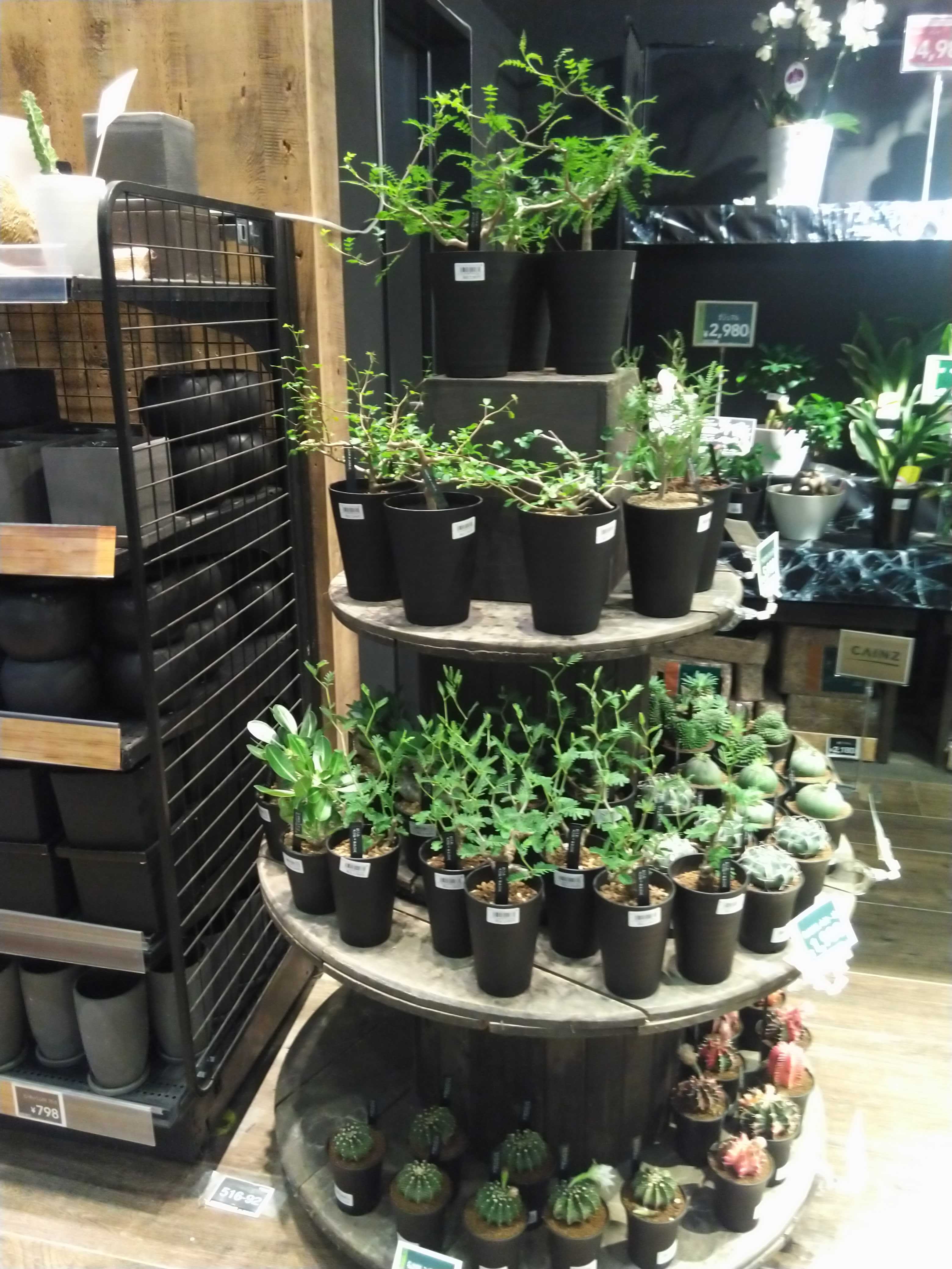 6/25入荷】個性派コーデックス＆塊根植物 | CAINZ DIY Square