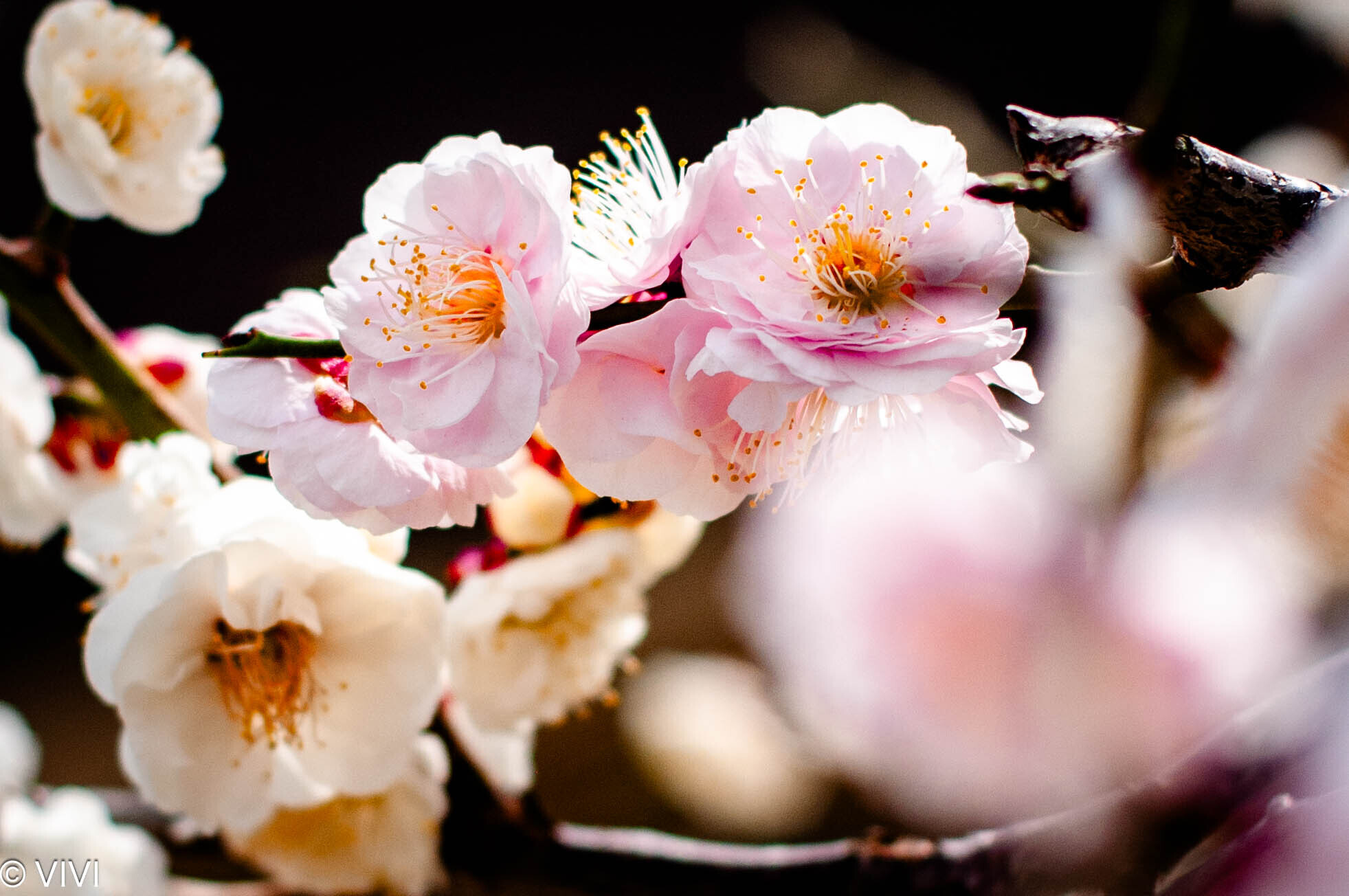 紅白梅 | PHOTO HUB by nikkor club