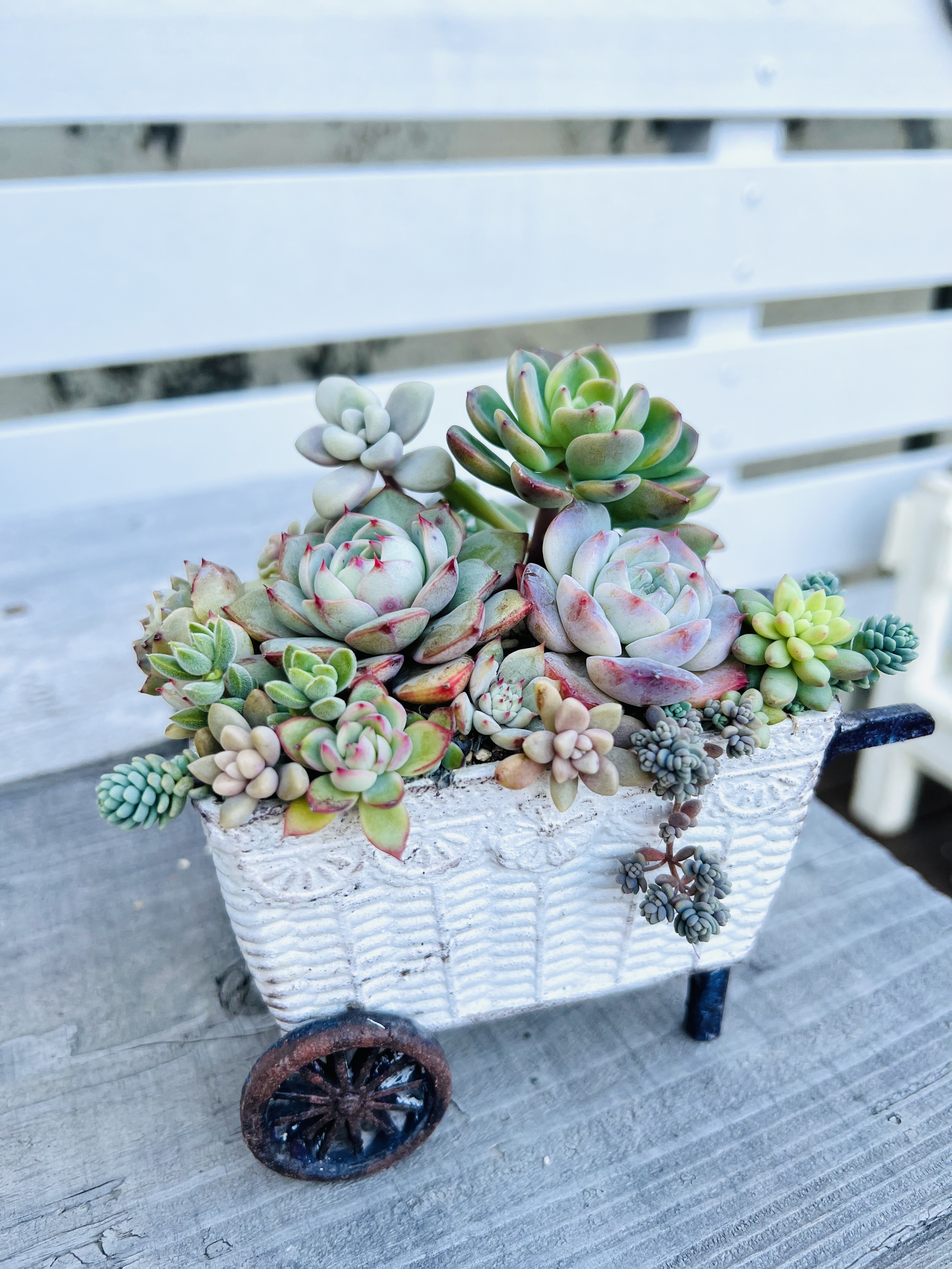 セリアのベビーカー寄せ植え♡ | CAINZ DIY Square