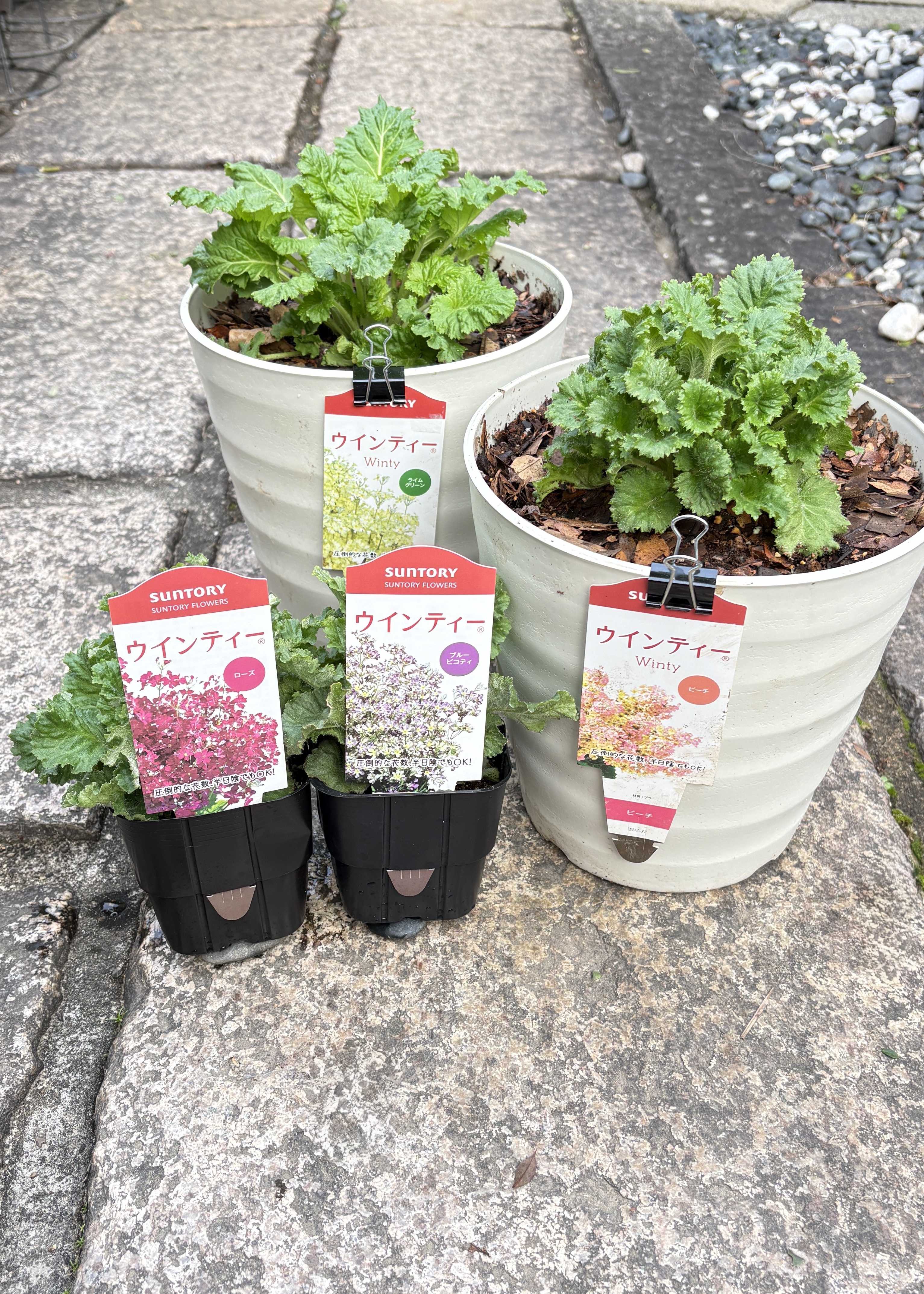 Winnieさま専用（原画）月下のローズガーデン ほか　3点おまとめ ウィンティー4色揃いました🎶 | SUNSUNガーデン