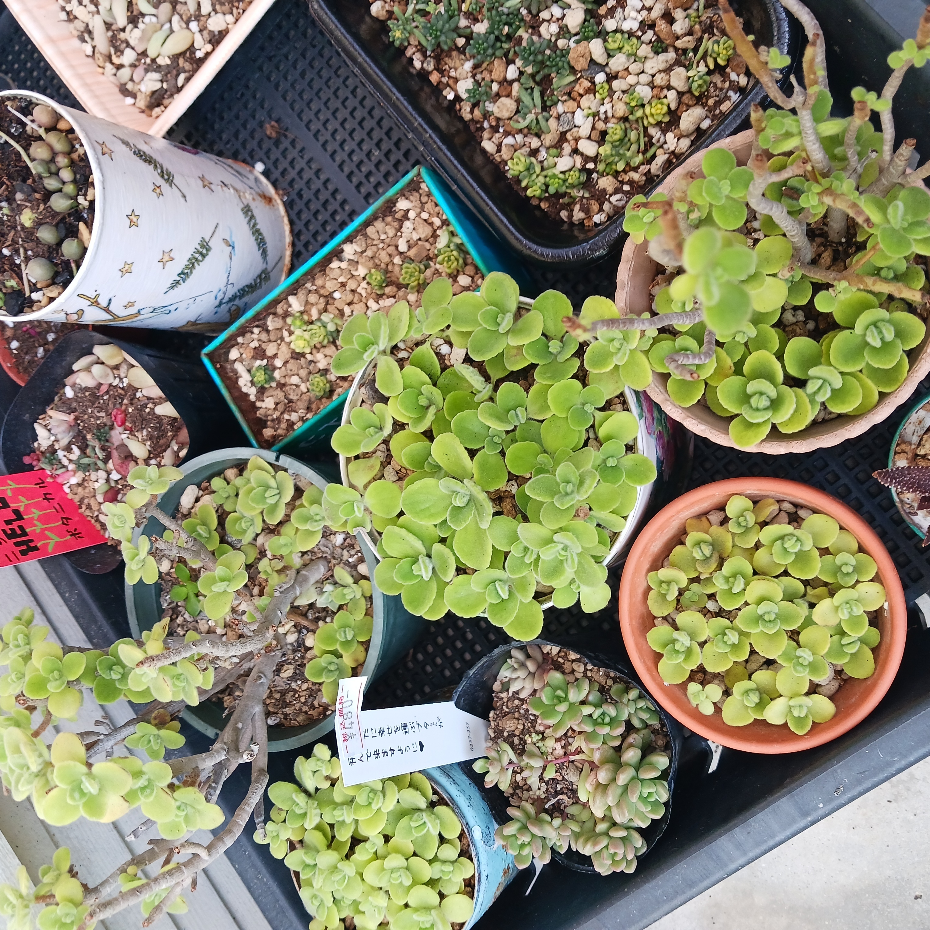 多肉植物       アロマティカス アロマティカス | CAINZ DIY Square