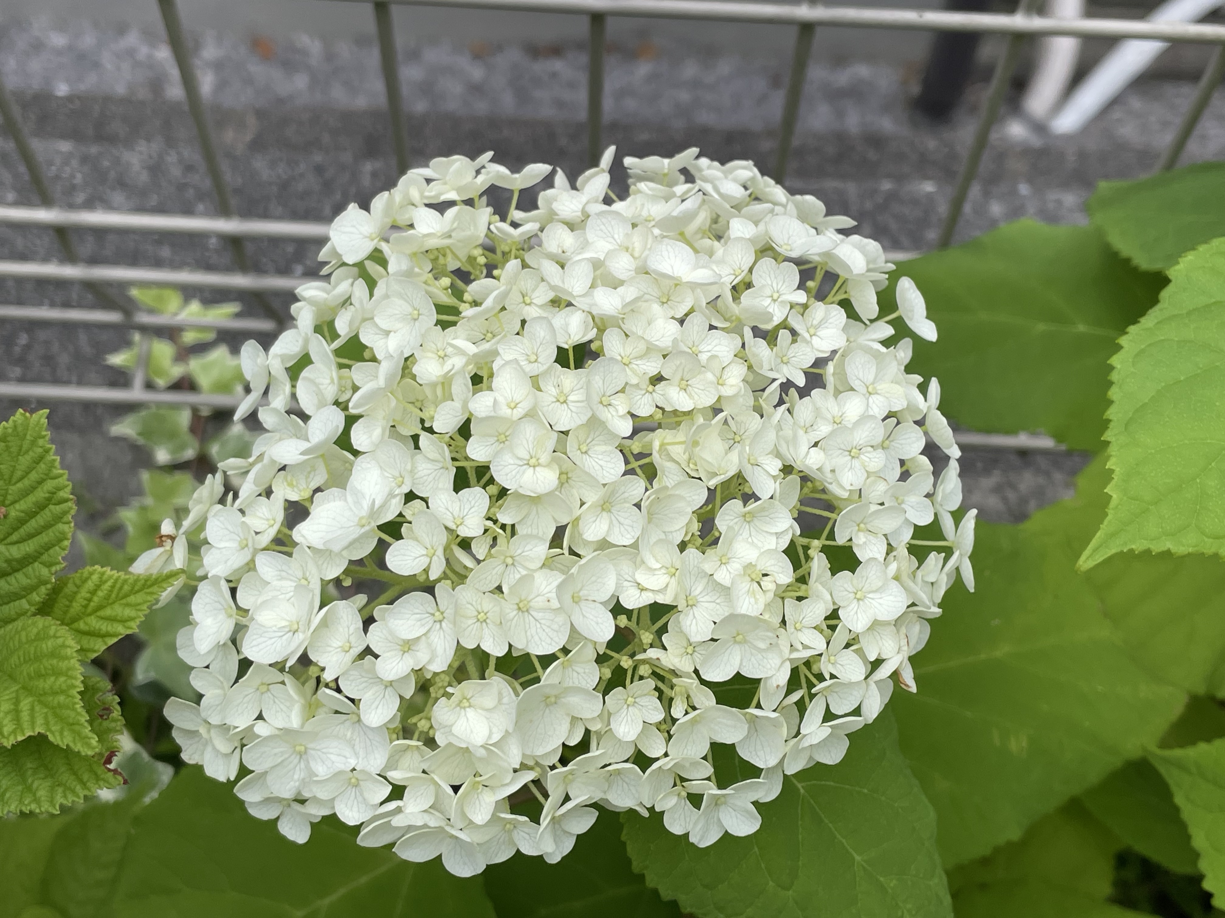 アナベル！咲きました😊 | CAINZ DIY Square