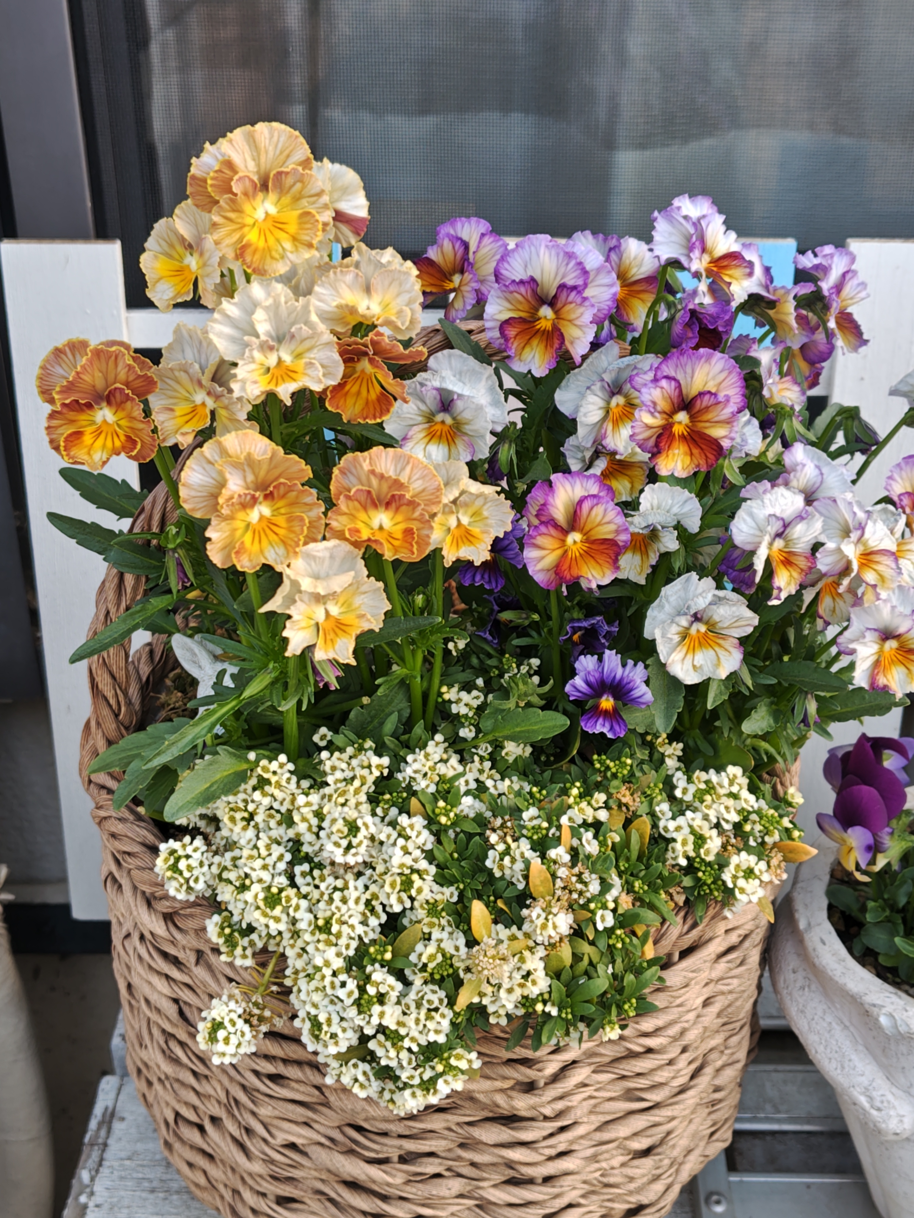 ビオラのカゴの寄せ植え | CAINZ DIY Square