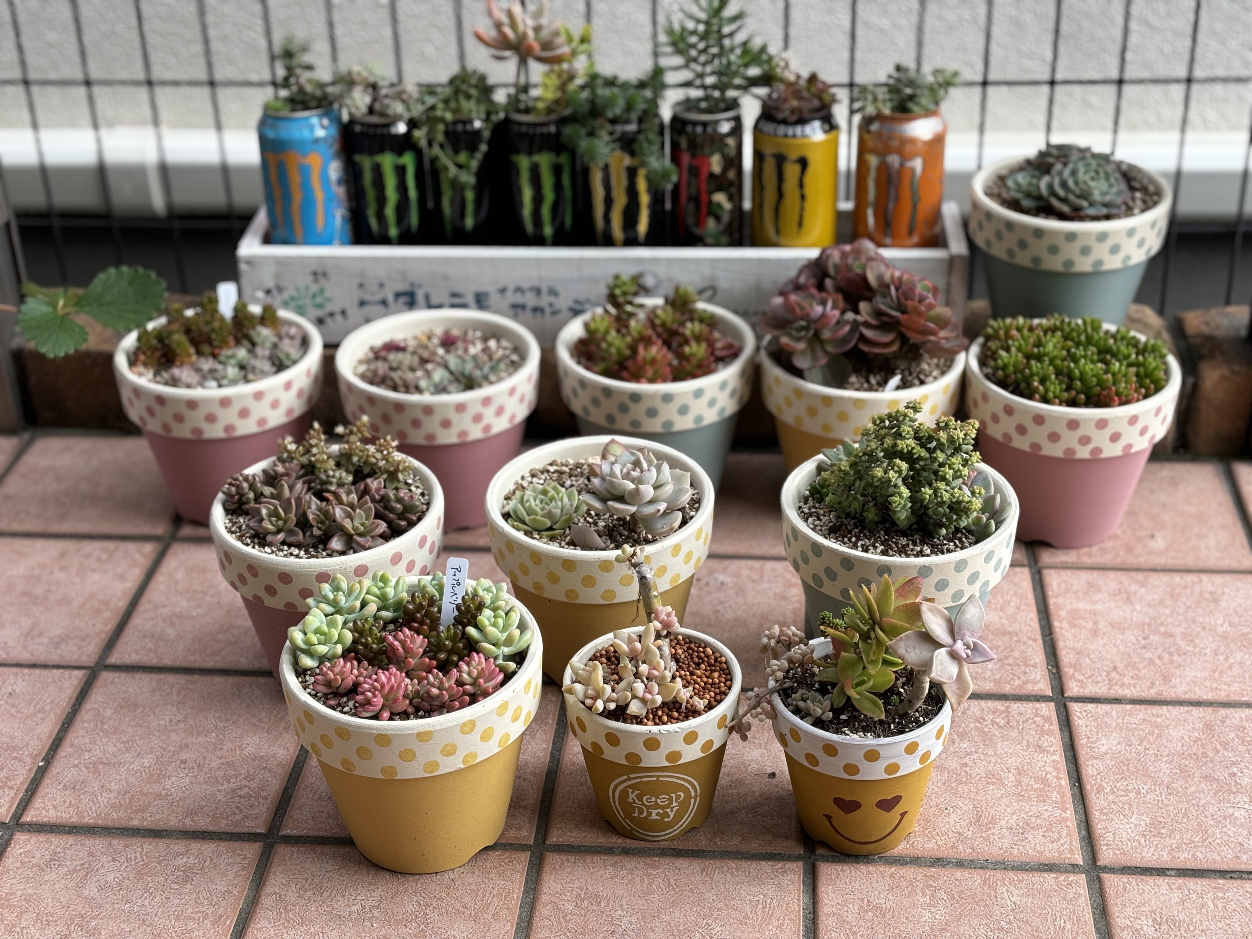 お揃いの鉢に多肉寄せ植えしました | CAINZ DIY Square