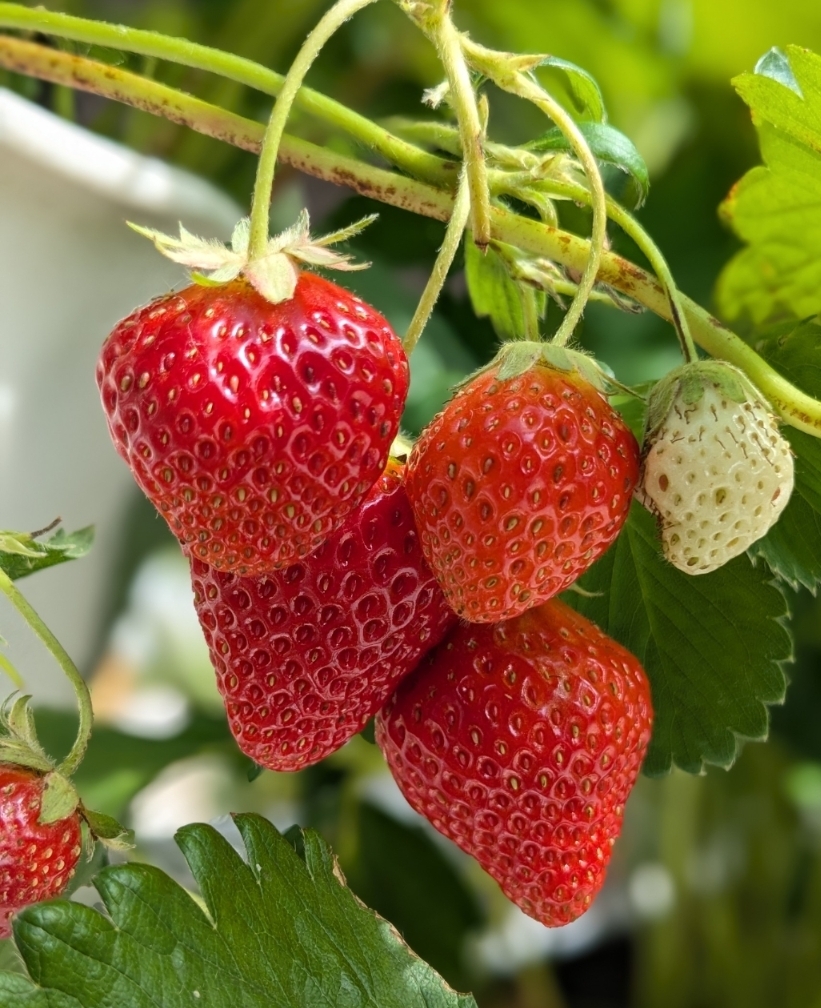 solis苗 イチボ　命名 イチゴの苗植え🍓 | CAINZ DIY Square