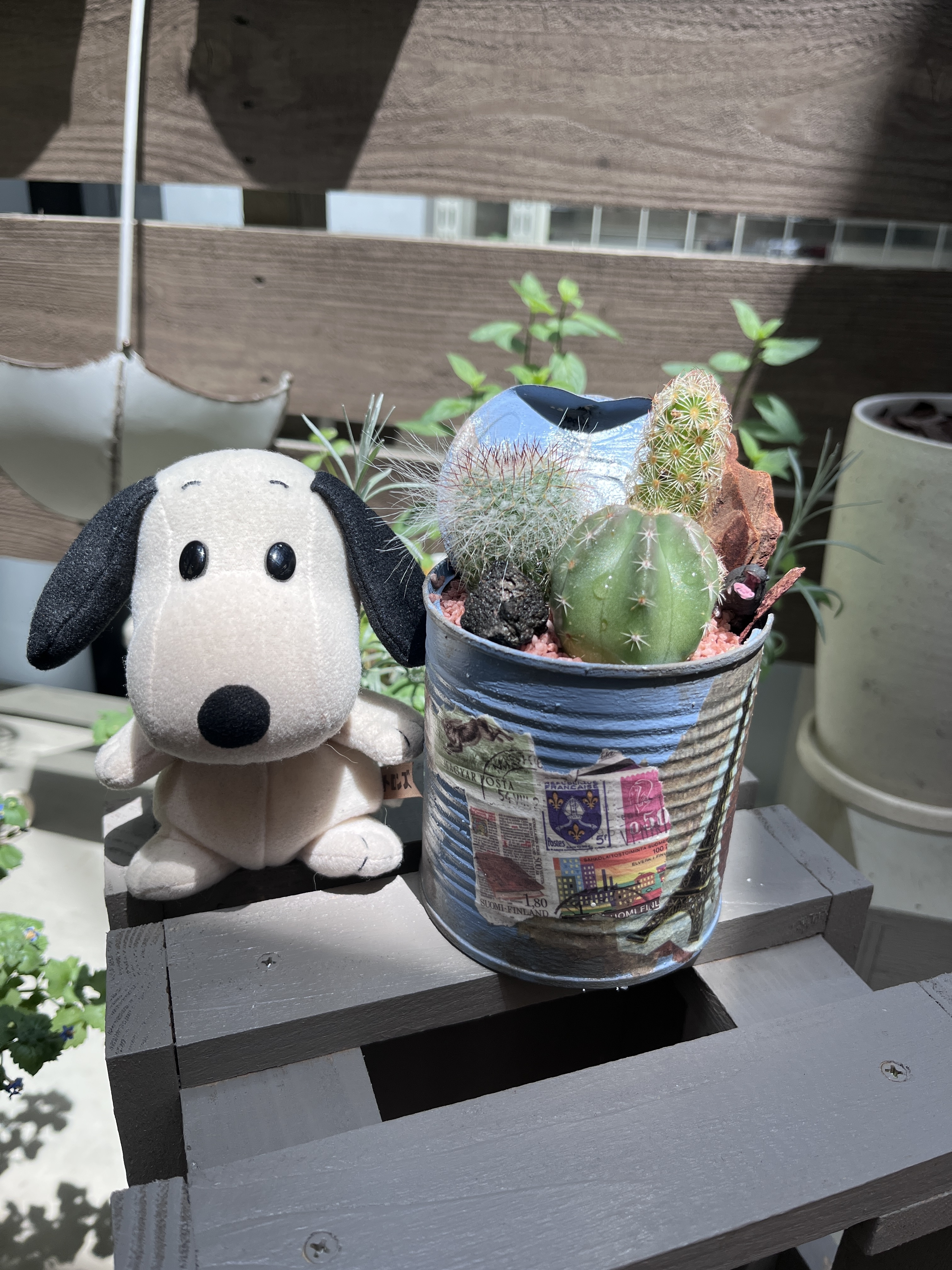 リメイク缶作りとサボテン寄せ植え🌵 | CAINZ DIY Square