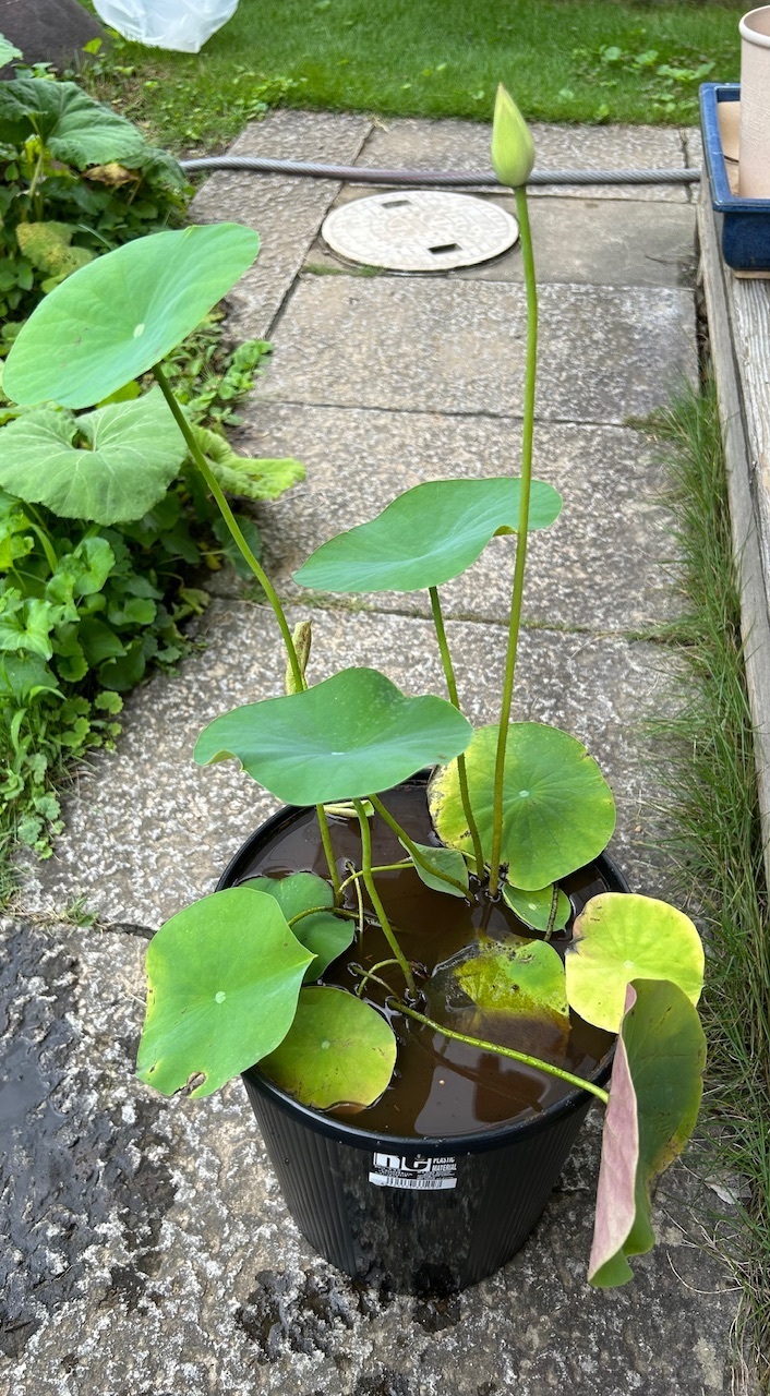 手乗り蓮、始めました。🎐 𓈒𓏸 | CAINZ DIY Square