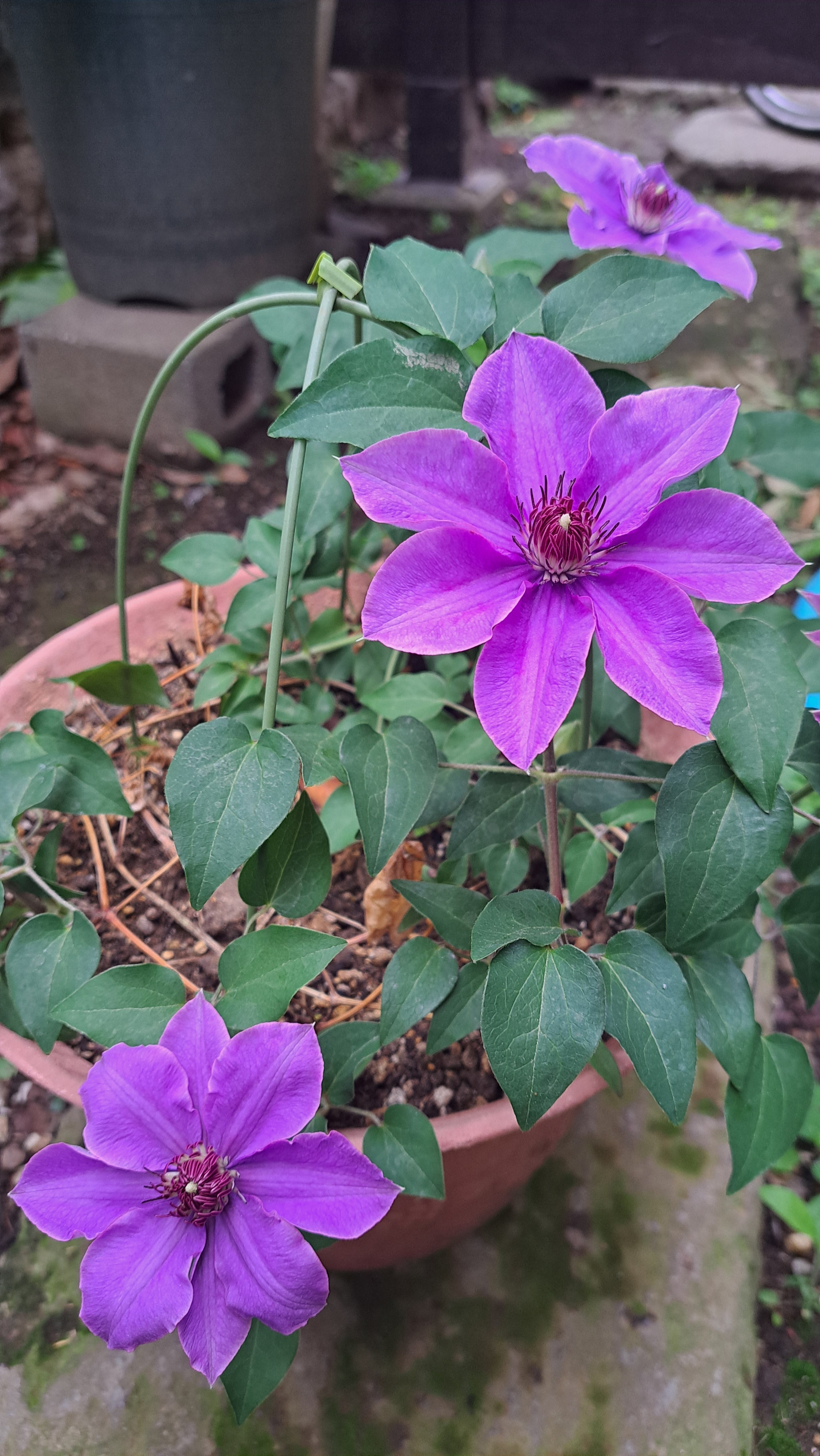 クレマチス確認用 クレマチス確認用