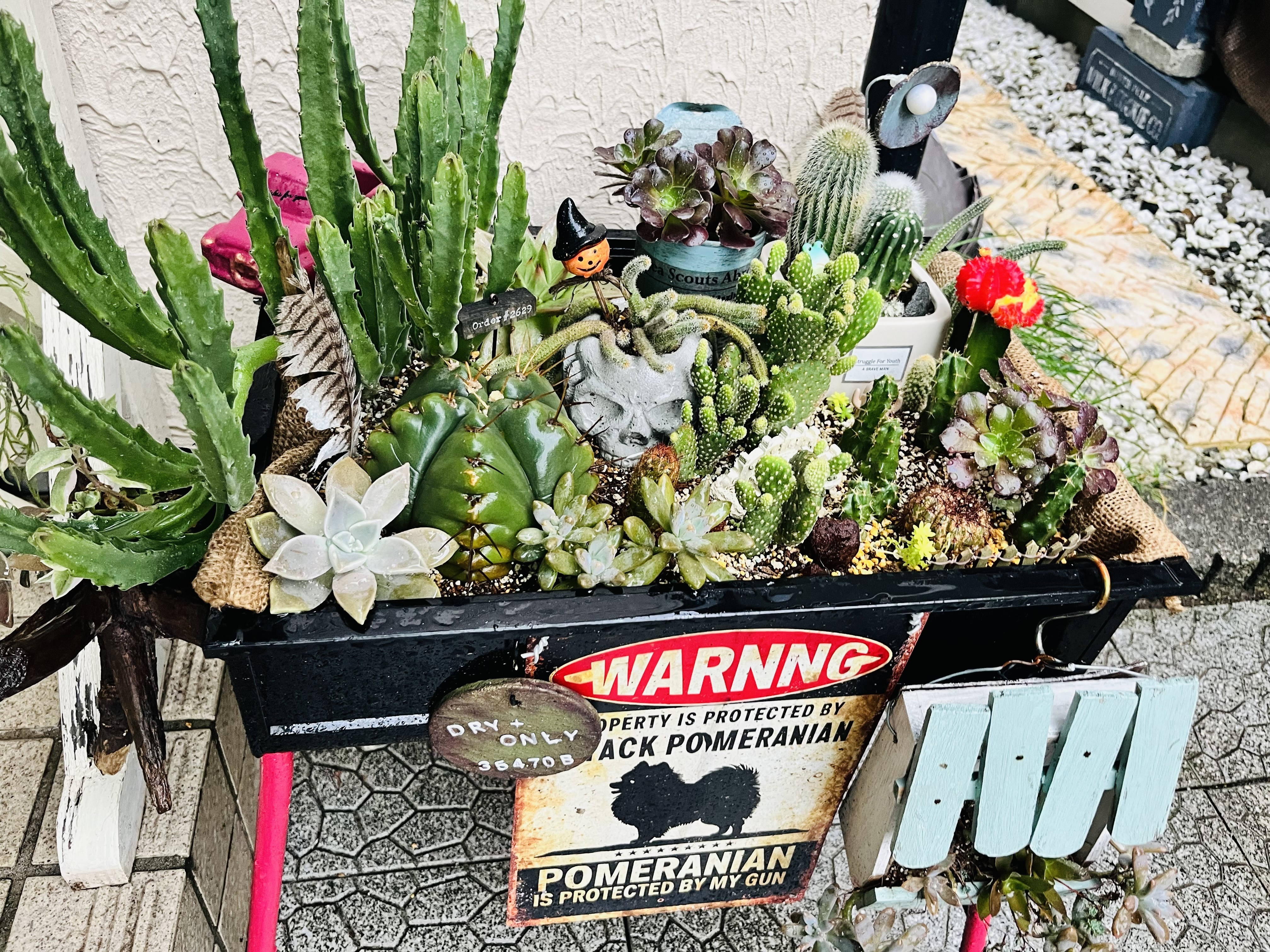 現品　アロエ　メデューサ　室内　大型　屋外　多肉植物　ドライガーデン　インテリア おしゃれな 