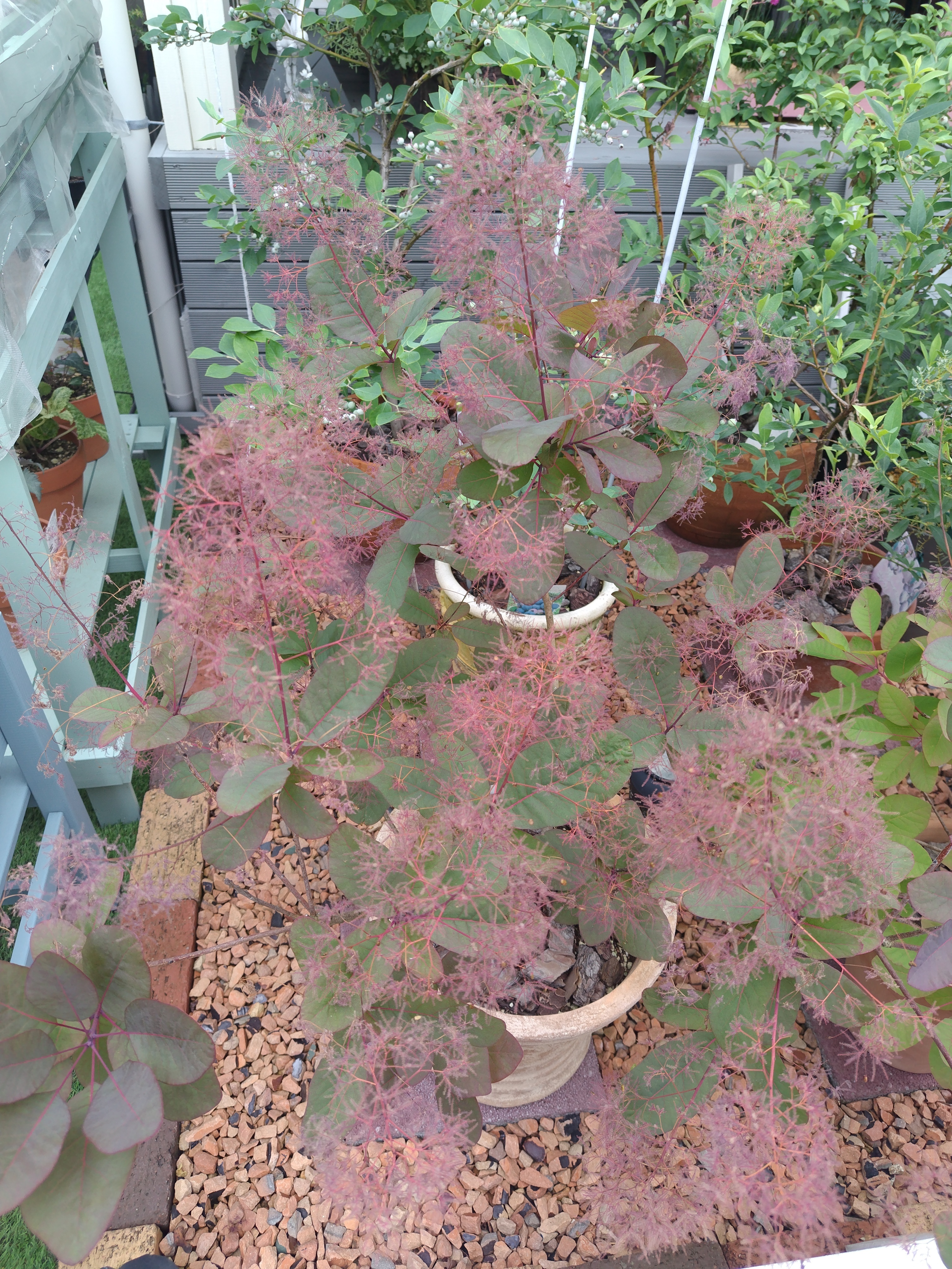 かん椿スモークツリー かん椿スモークツリー