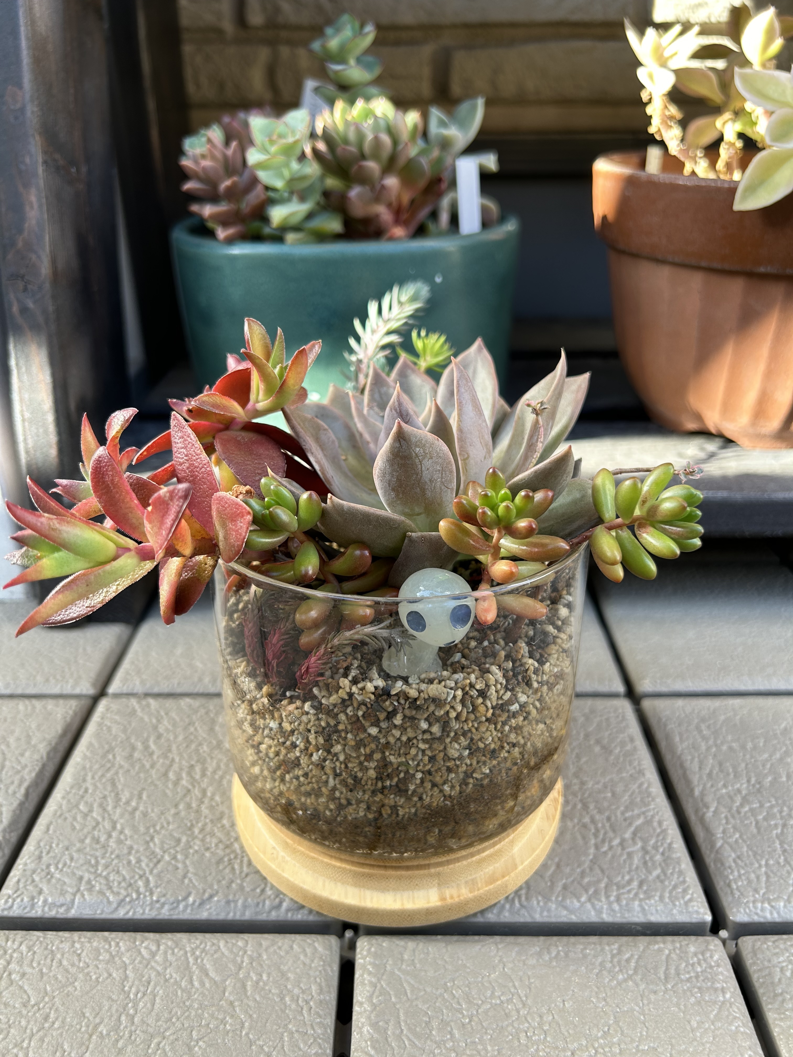 多肉植物のテラリウム寄せ直し🍀 | CAINZ DIY Square