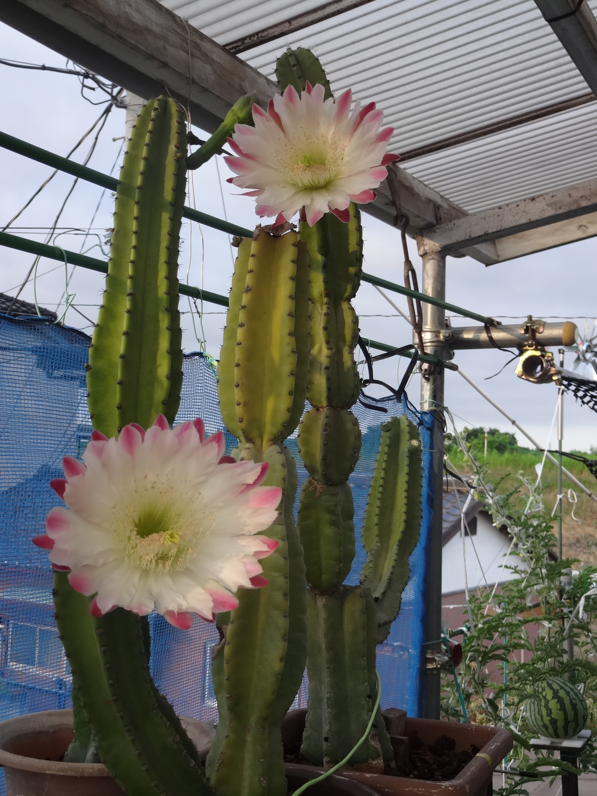 花サボテン 0ed5b45e-4ce1-424a-8a49-