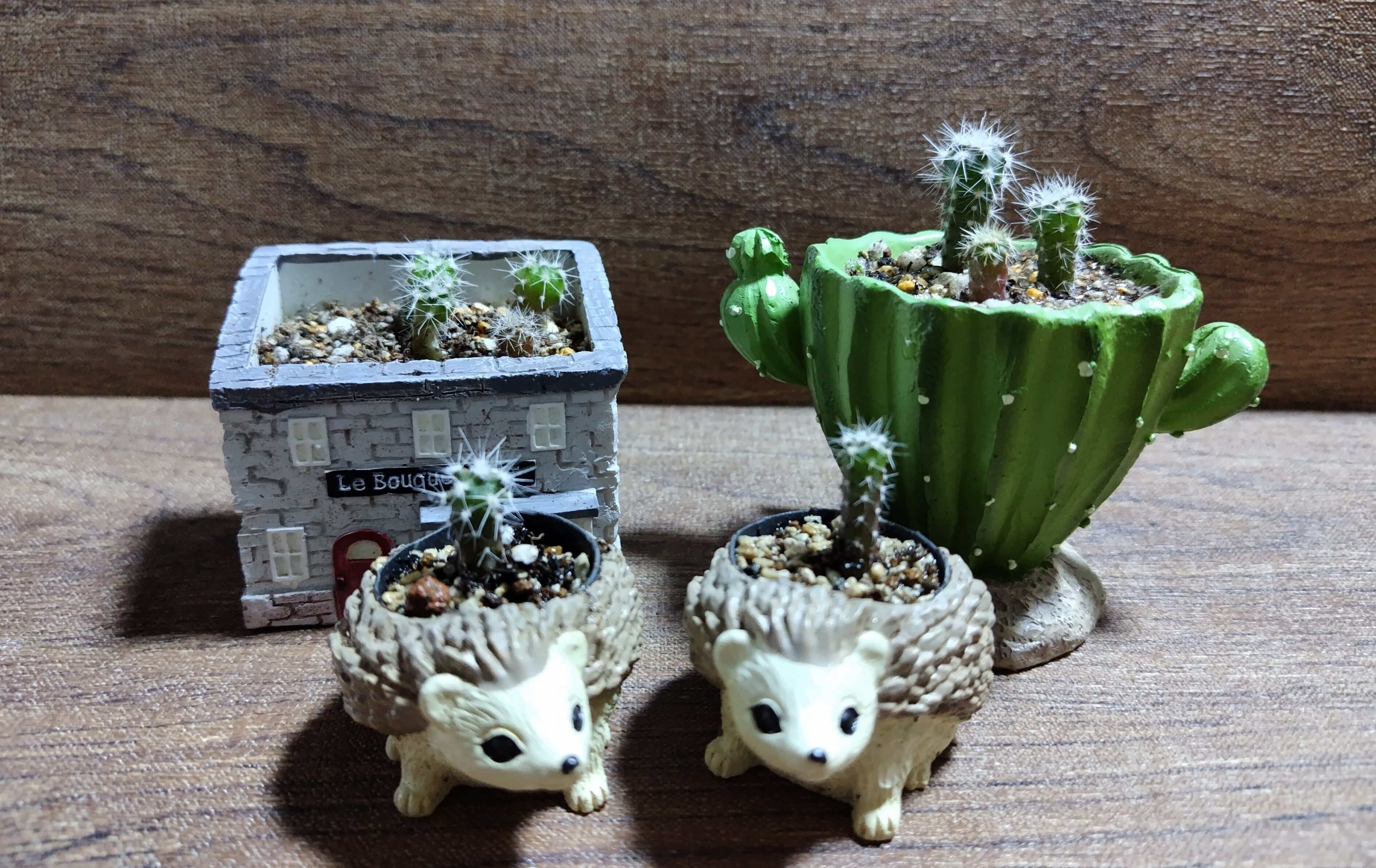 種まきサボテン成長しました | CAINZ DIY Square