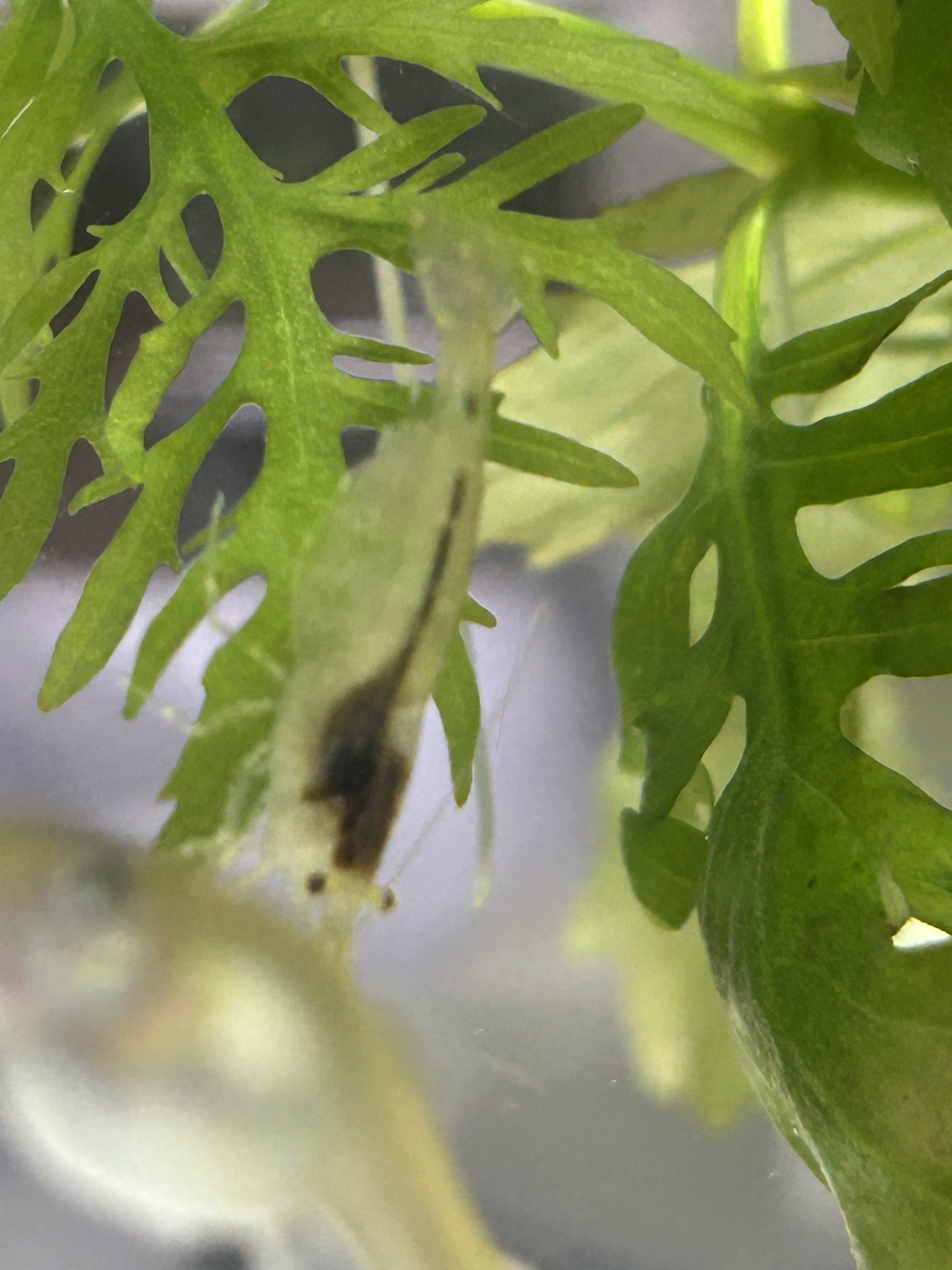 稚エビ🦐　肉眼で見えたよ👀