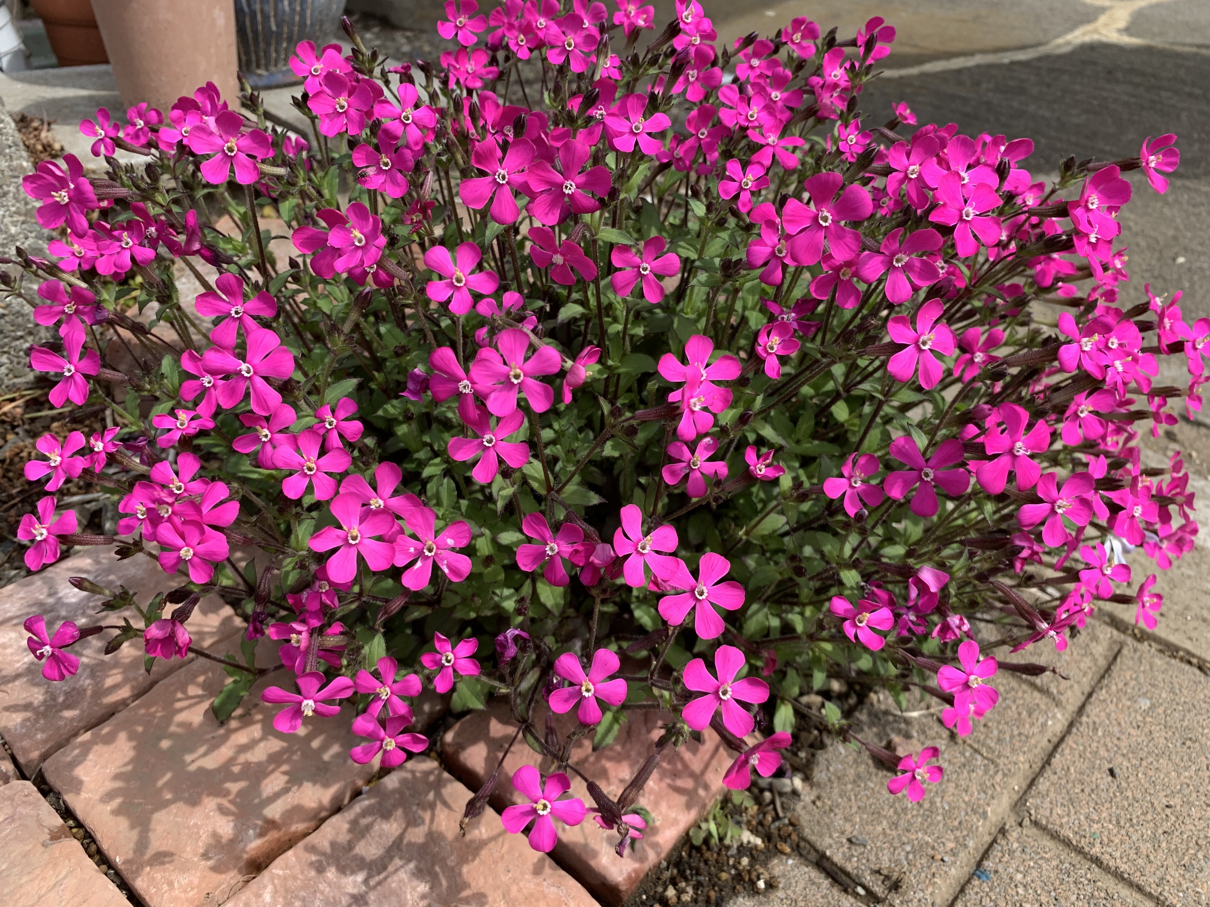 シレネ ピンクパンサー | CAINZ DIY Square