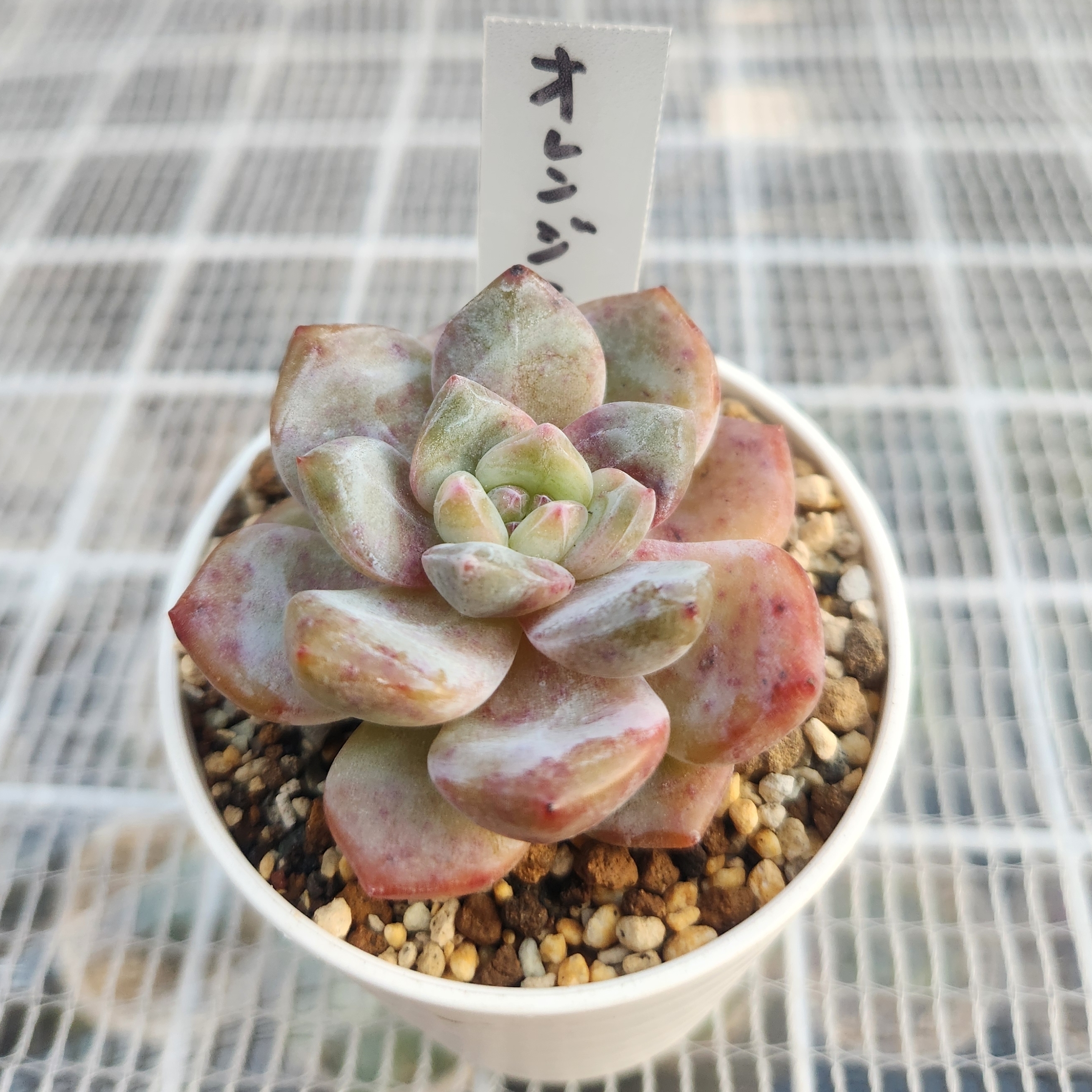 オレンジモンロー | CAINZ DIY Square