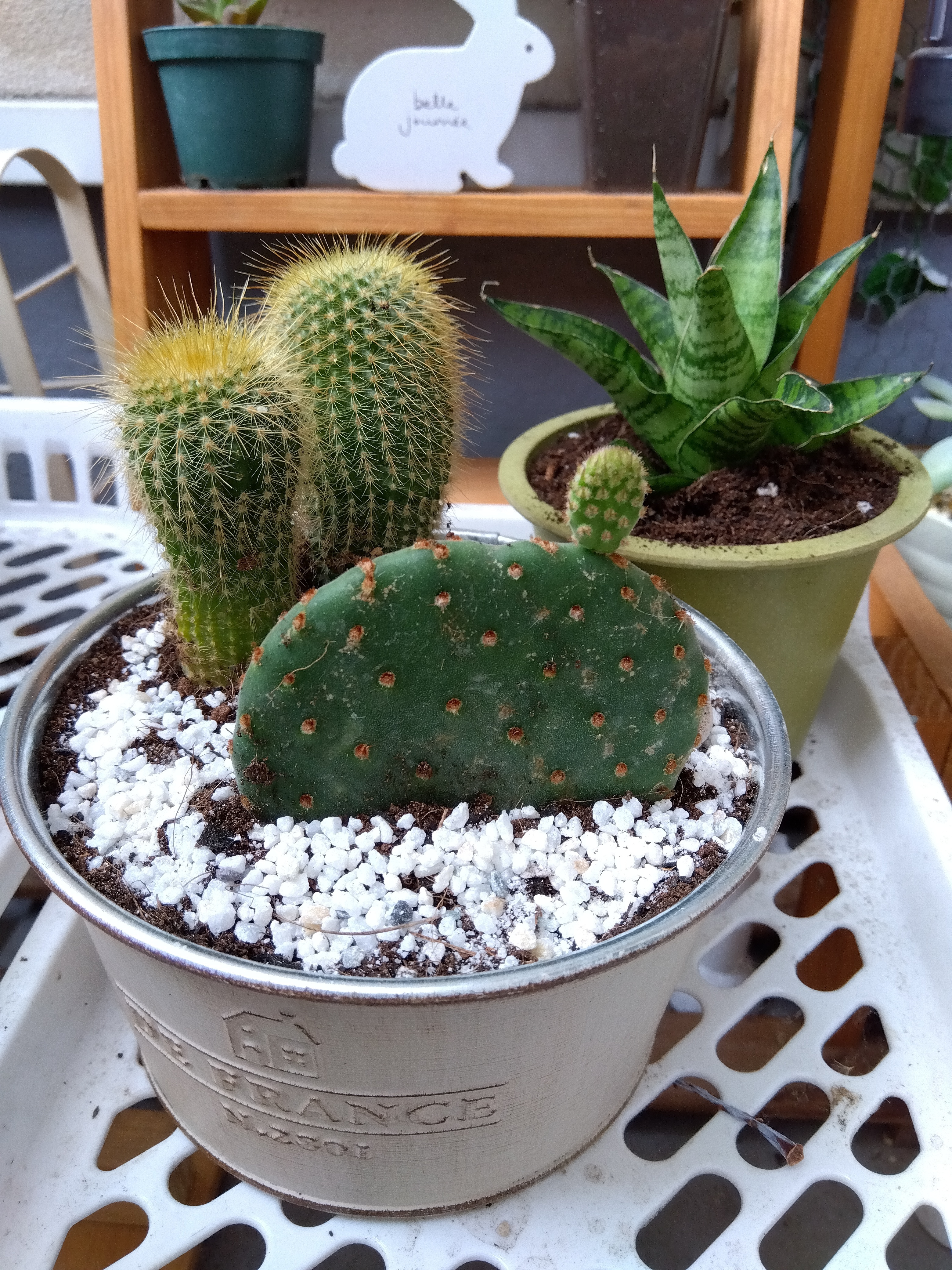 サボテン🌵の可愛さに…ハマりそうです😍 | CAINZ DIY Square
