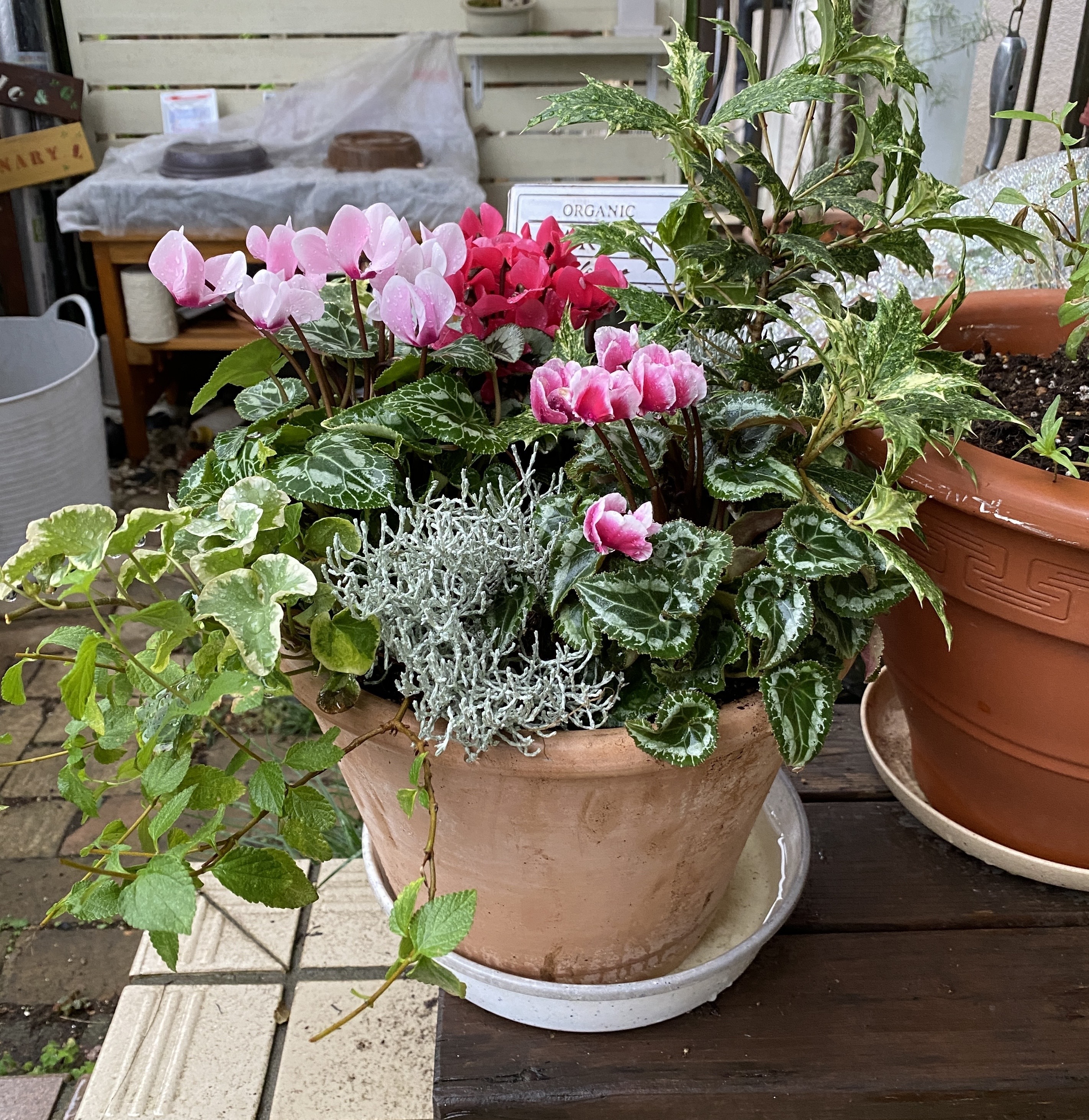 早めのクリスマス向け寄せ植え | CAINZ DIY Square