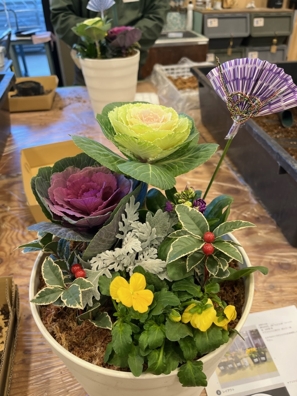 葉牡丹、ビオラの寄せ植え | CAINZ DIY Square