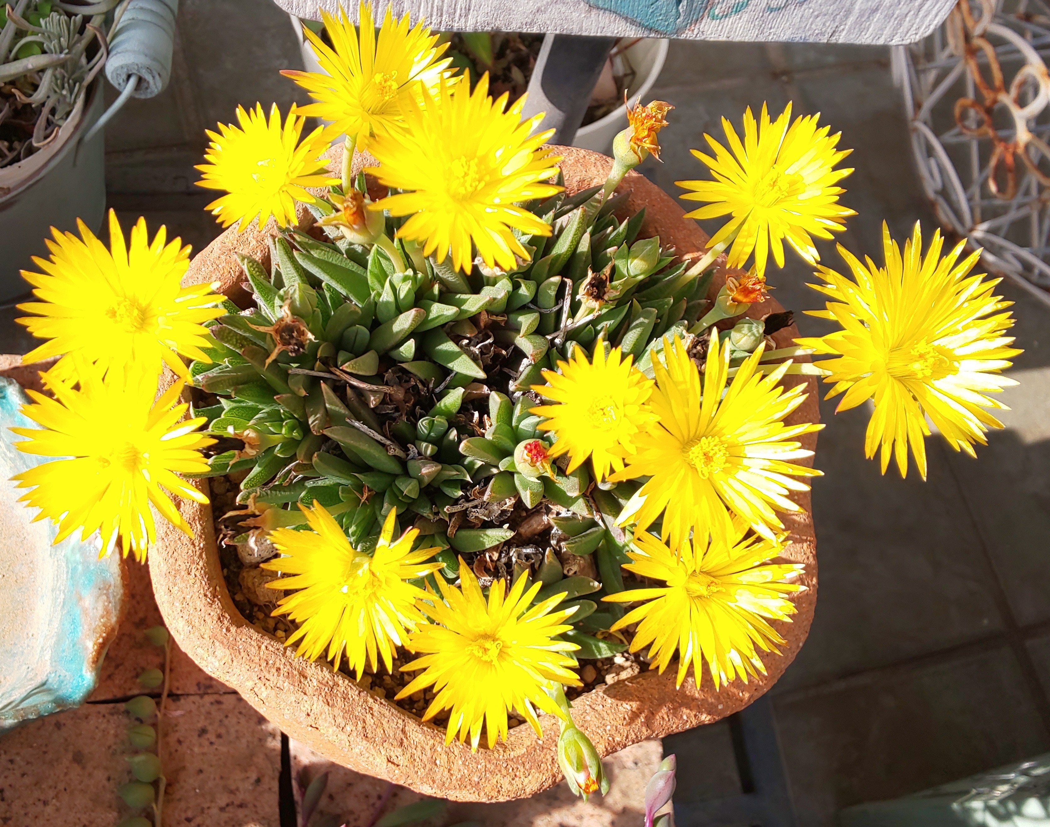 多肉 三時草 | CAINZ DIY Square