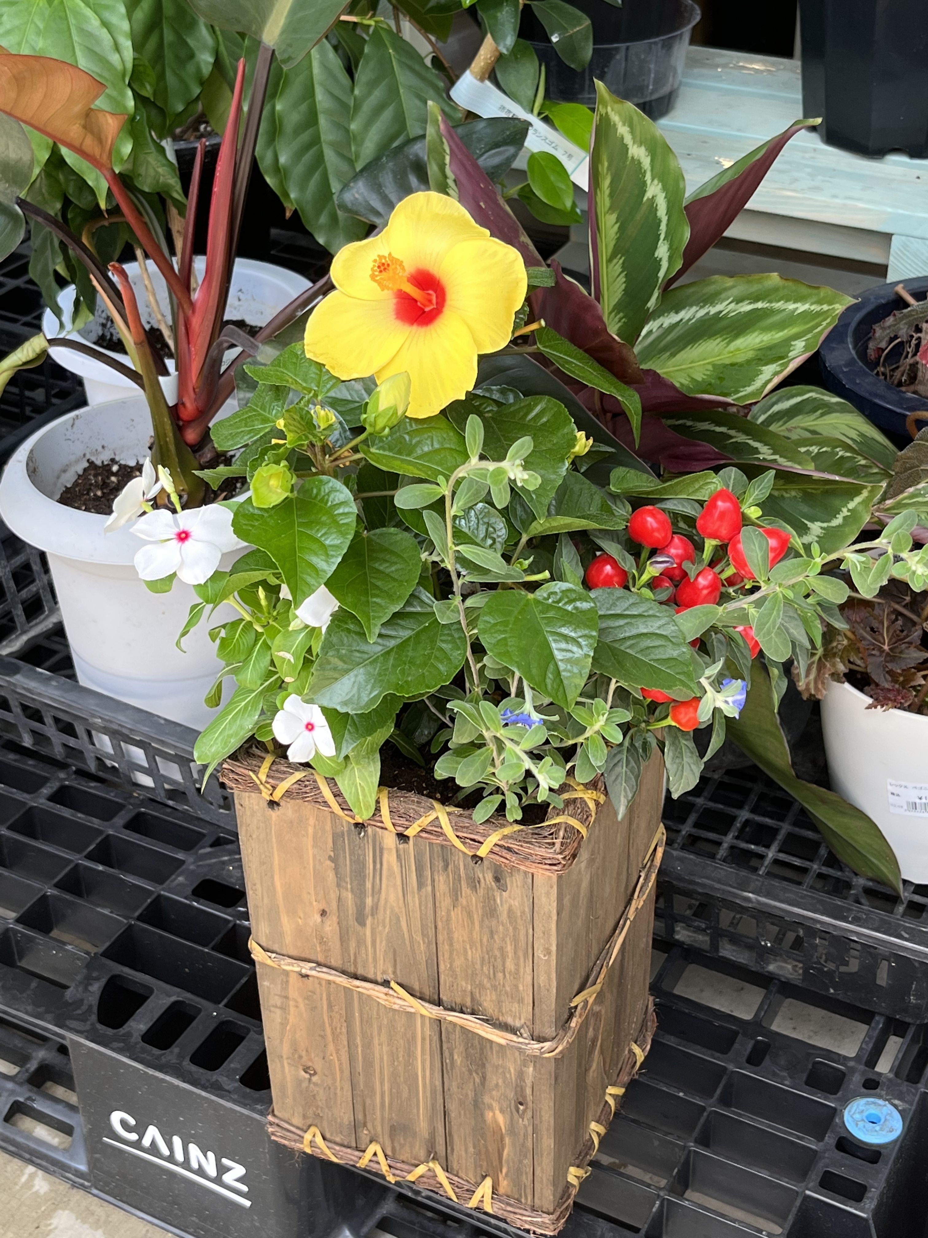 ハイビスカス🌺の寄せ植え！ | CAINZ DIY Square