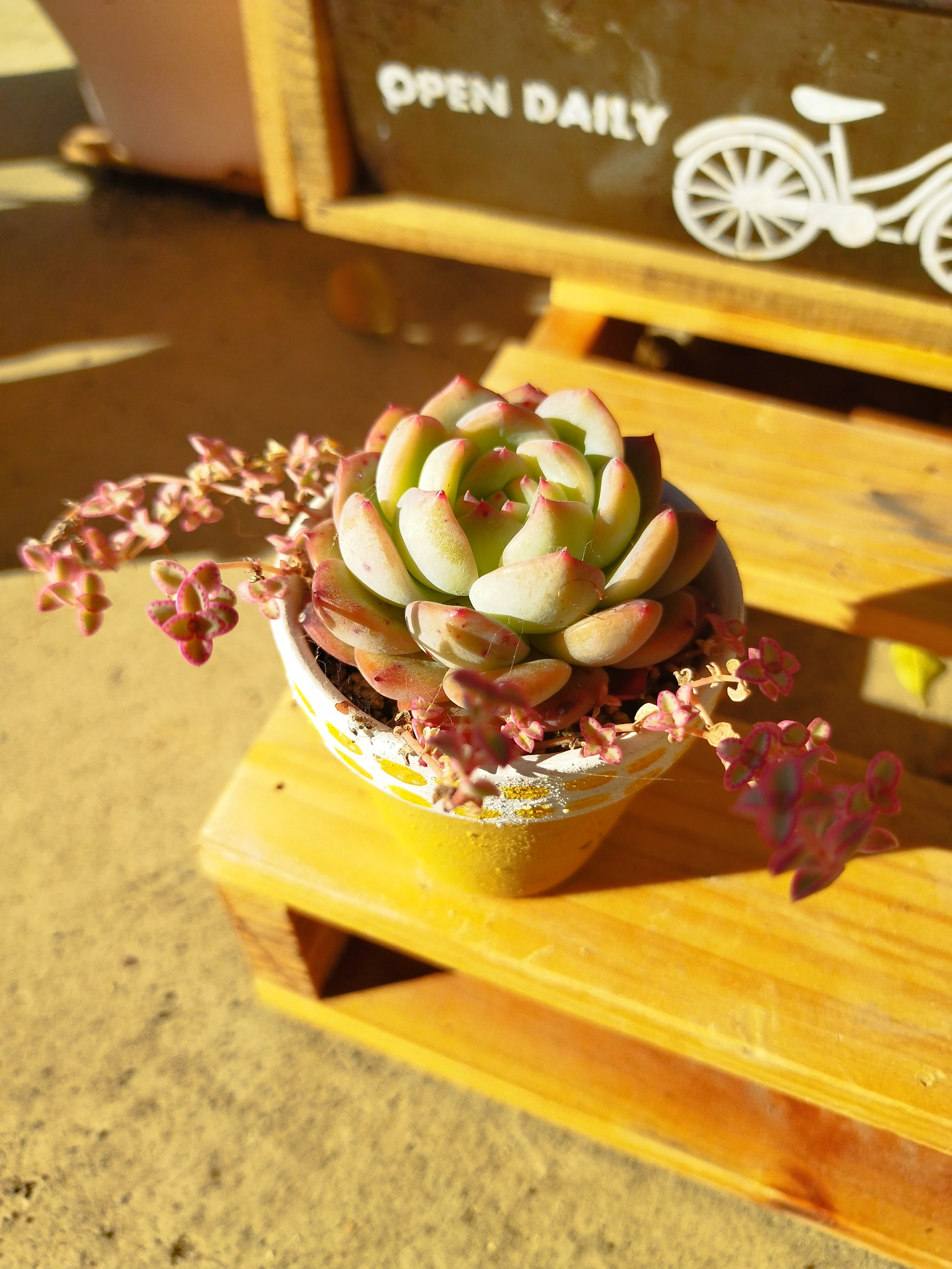 多肉③🌵 | CAINZ DIY Square