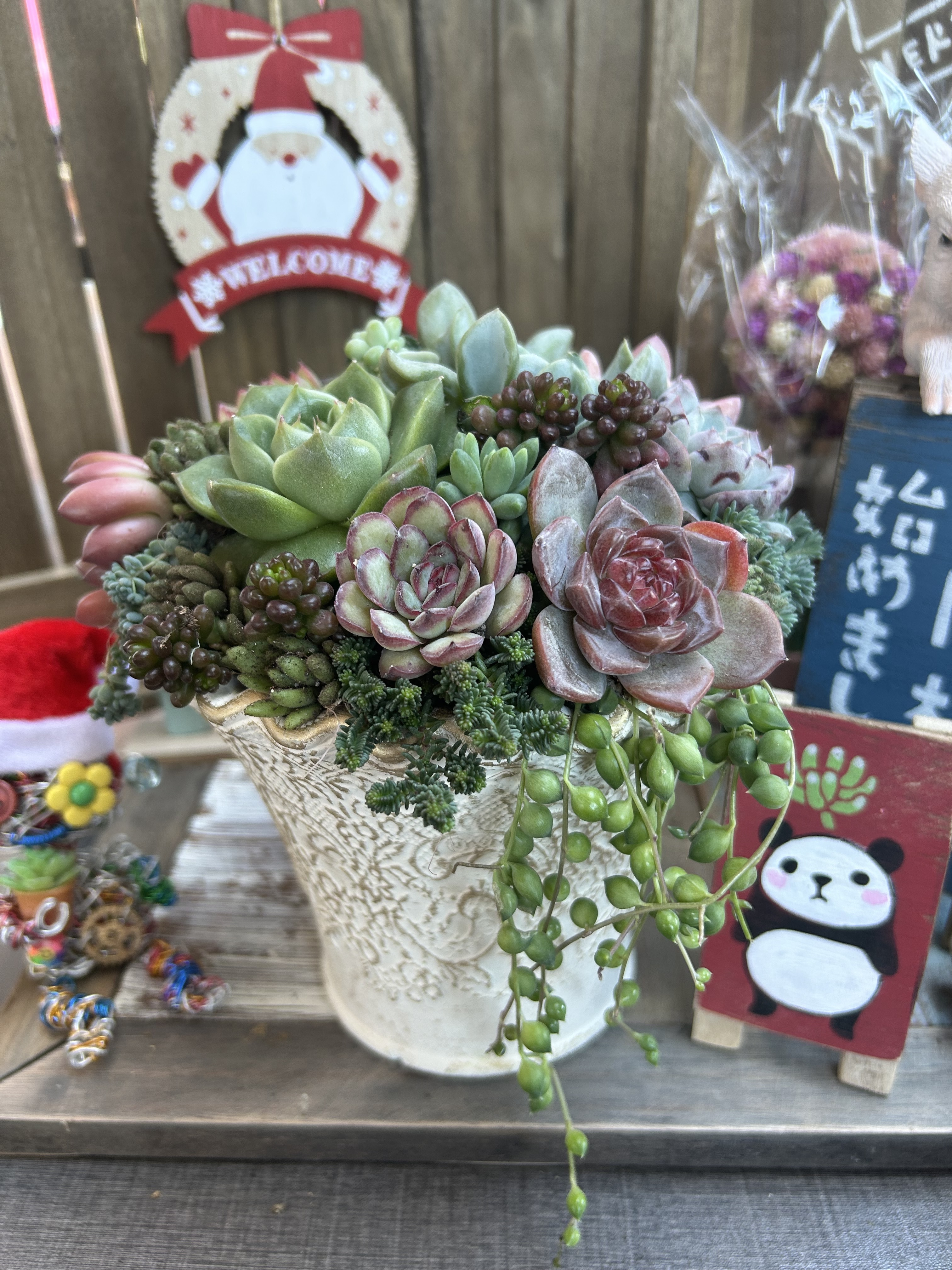 鴻巣で多肉ちゃんの寄せ植え🌵 | CAINZ DIY Square