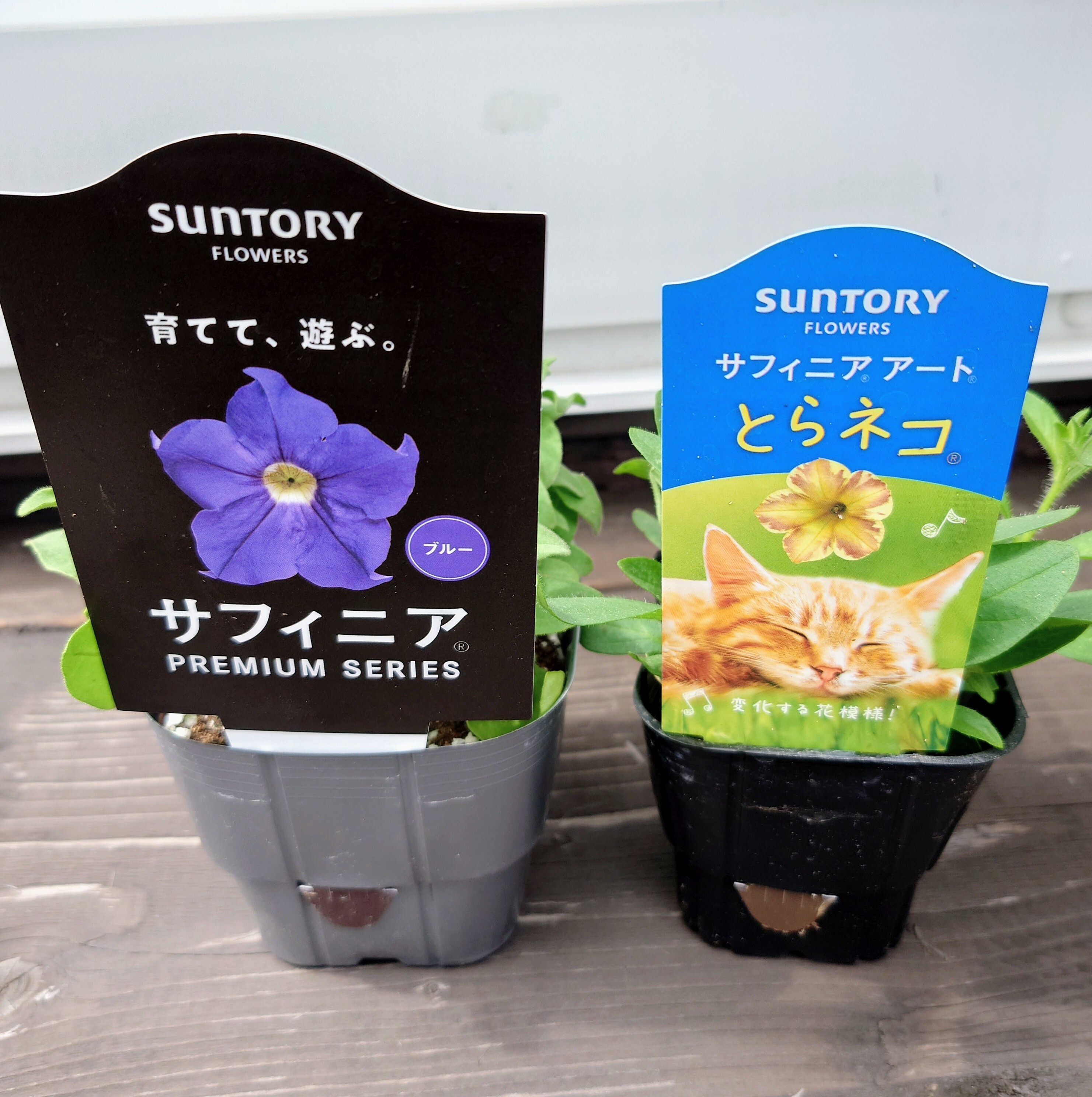 久しぶりすぎる投稿はサフィニアから🌸 | SUNSUNガーデン
