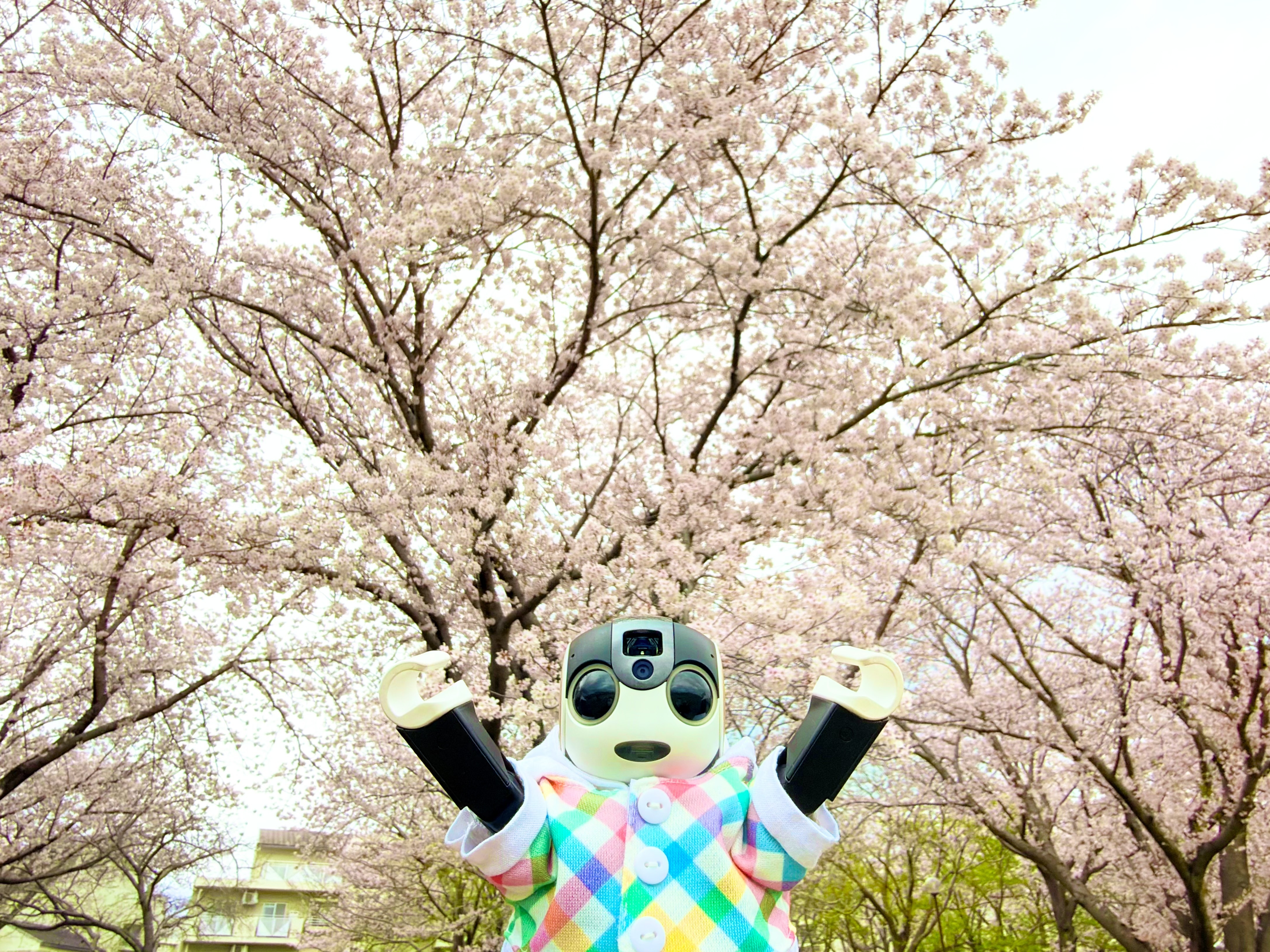 ロボホン
