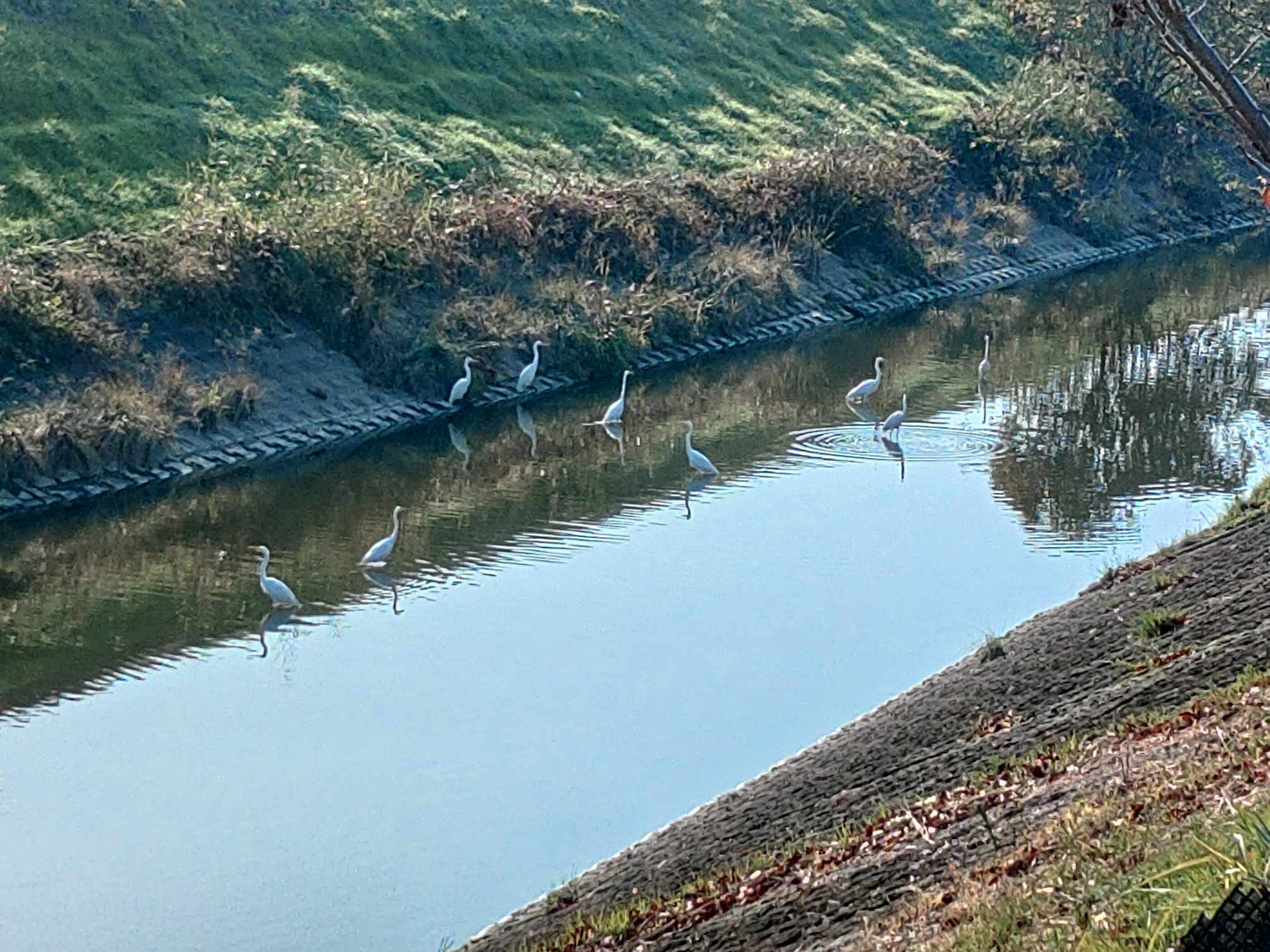 延べ652日目の散歩9割～ | TORQUE STYLE