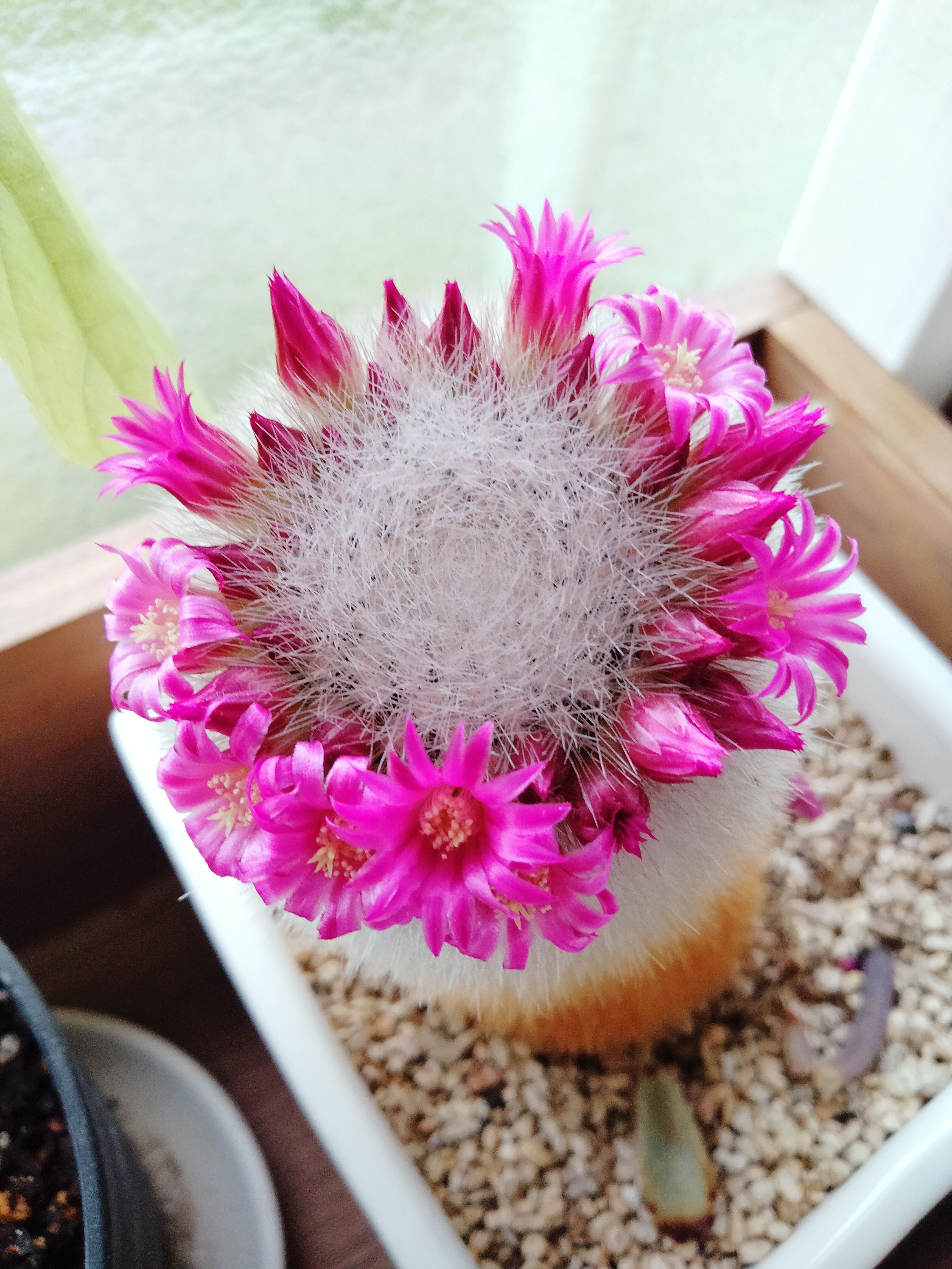 花サボテン 楽天市場】花サボテン*S 幅3cm : 遊恵盆栽 楽天市場店