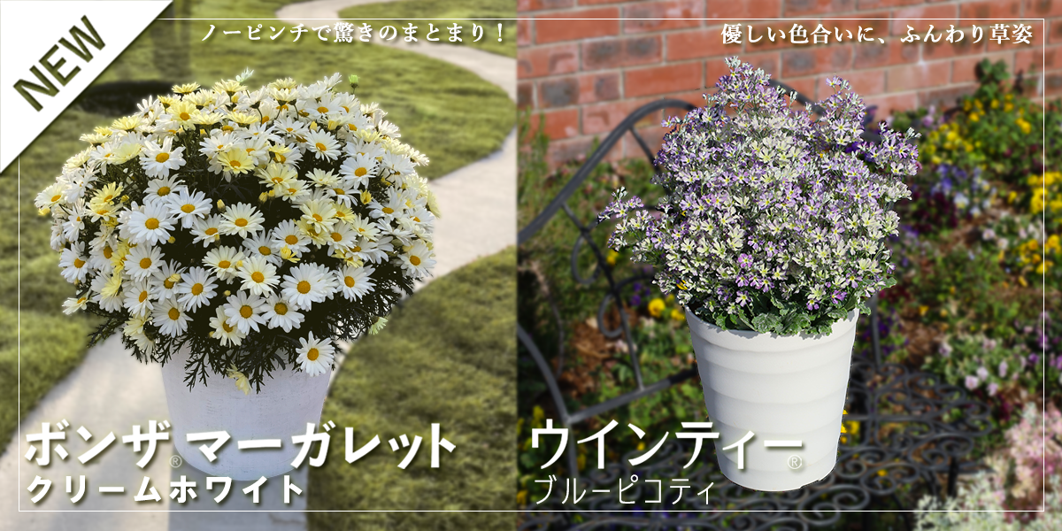 2025年秋新商品紹介 | SUNSUNガーデン