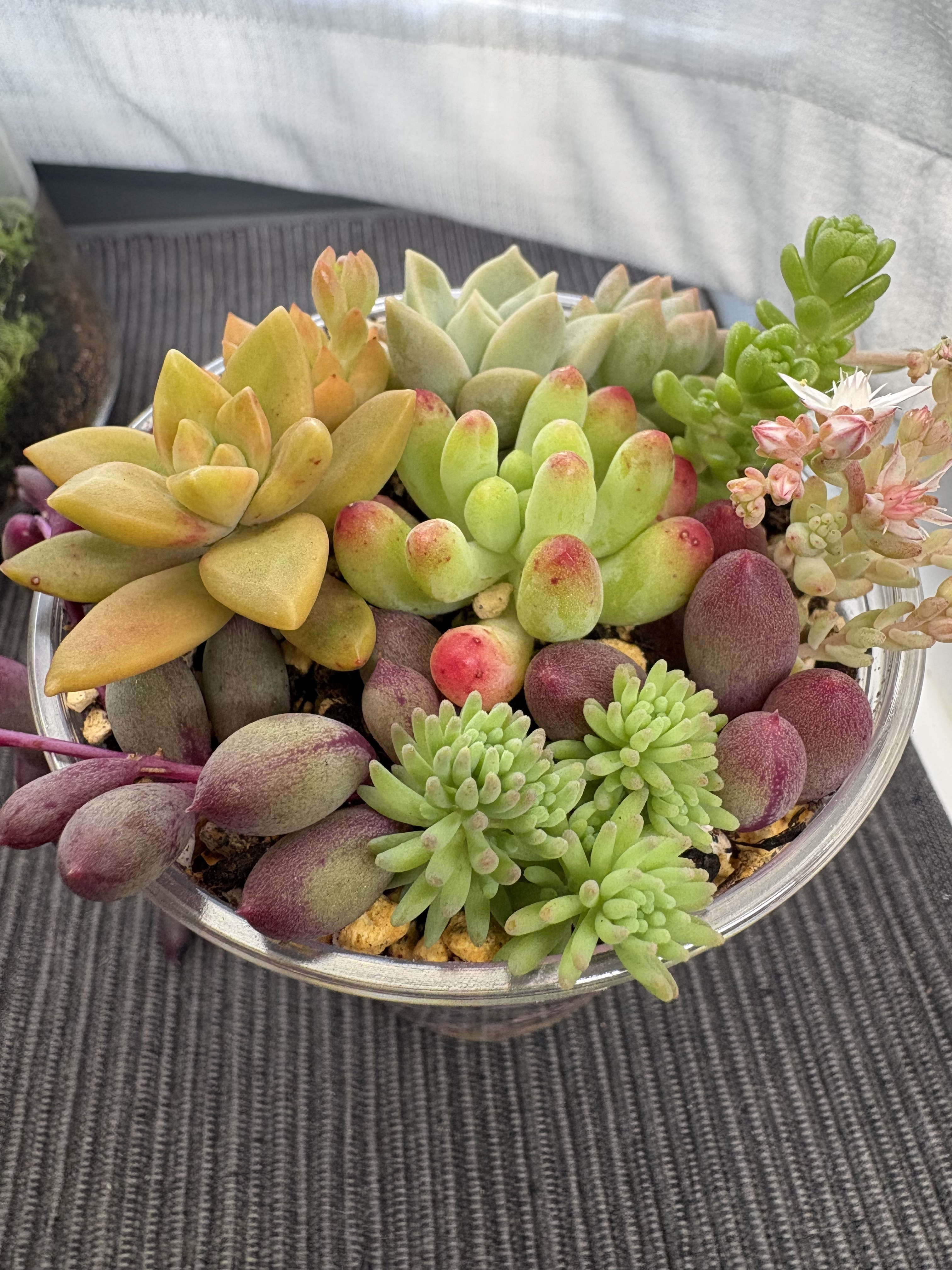 多肉植物の寄せ植え🪴 | CAINZ DIY Square