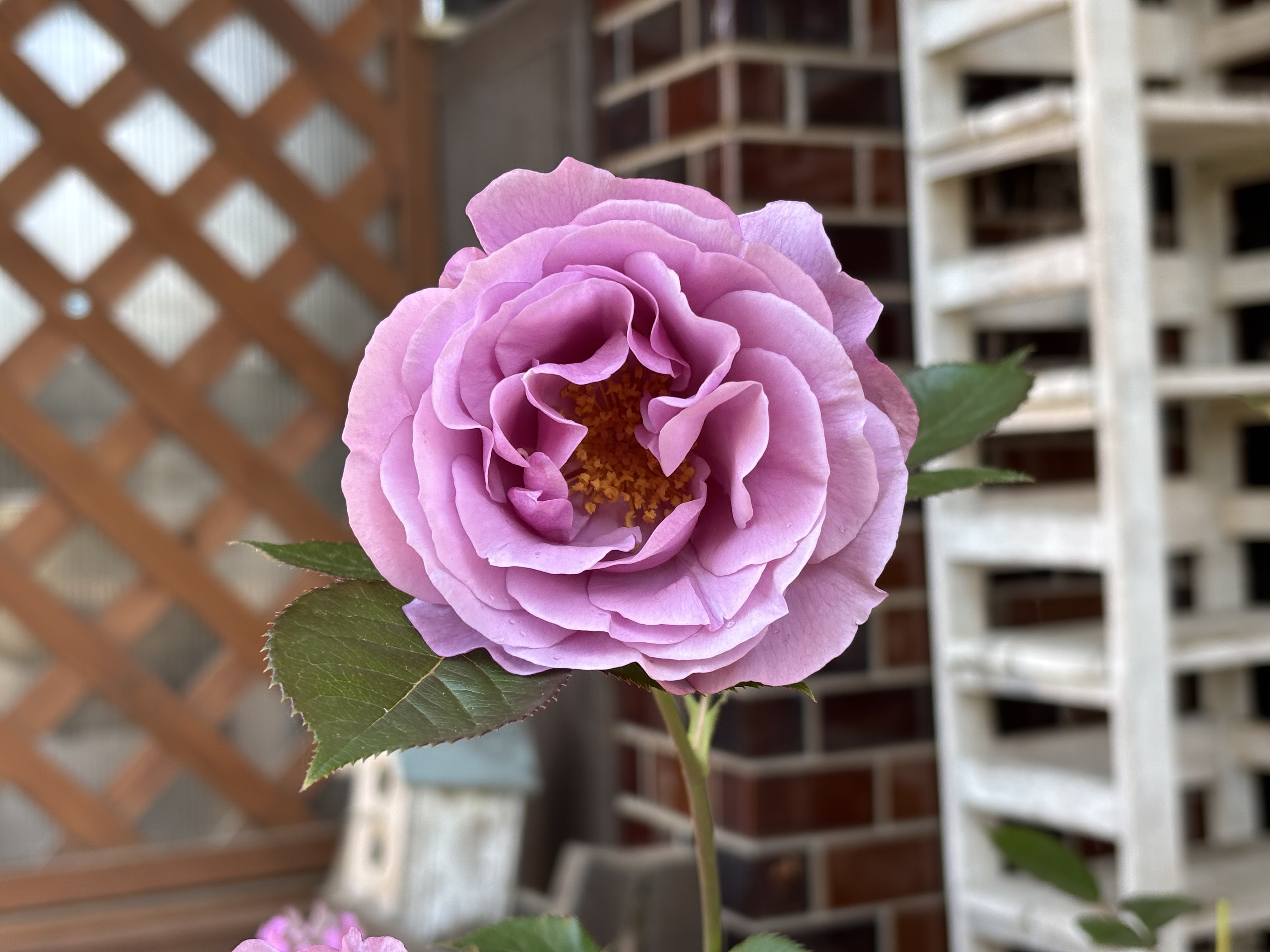紫薔薇（山型） 自宅の庭のバラが咲いてきました🌹 | 希望が丘｜やまぐち呼吸器内科