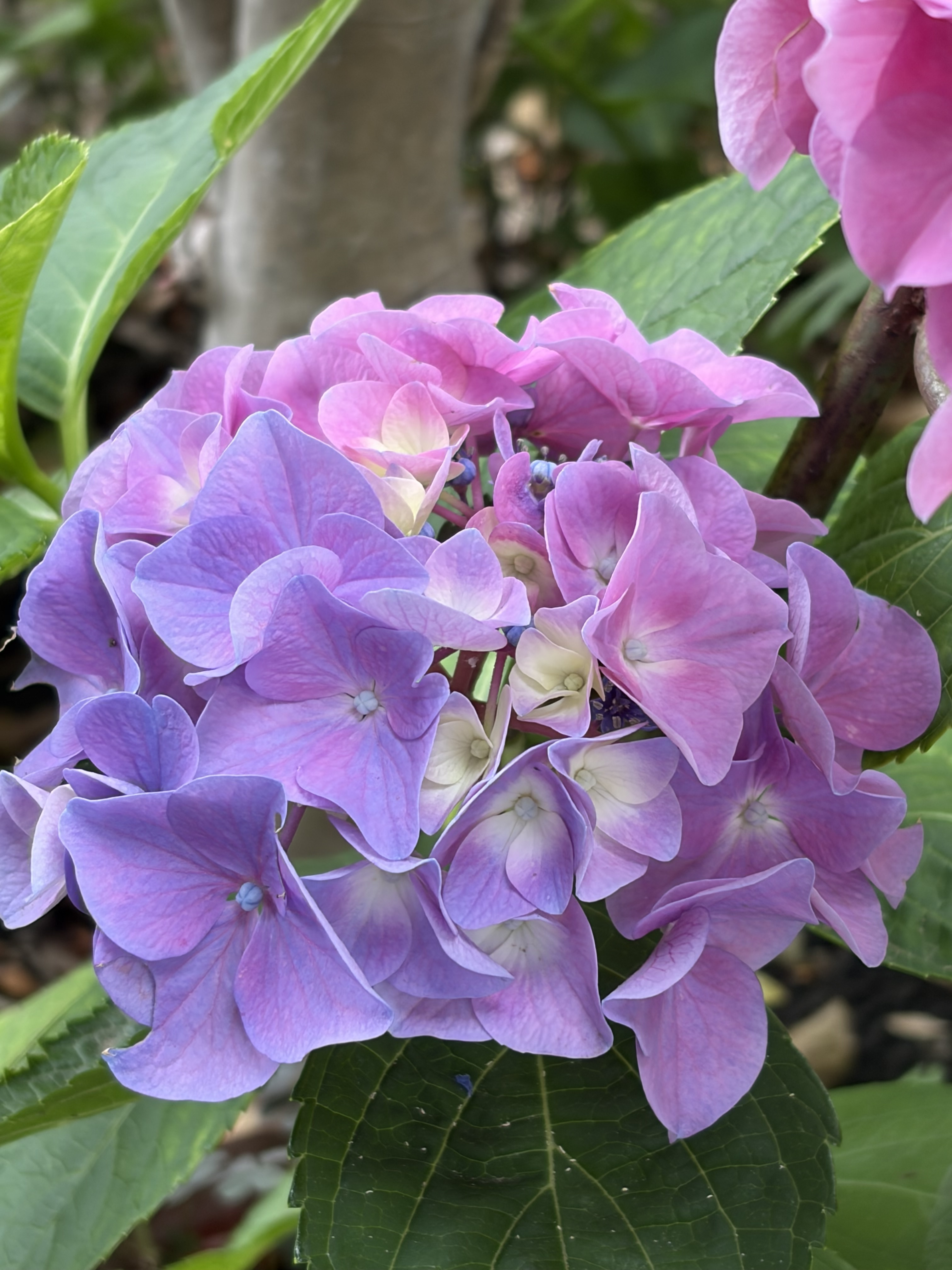 紫陽花 | CAINZ DIY Square