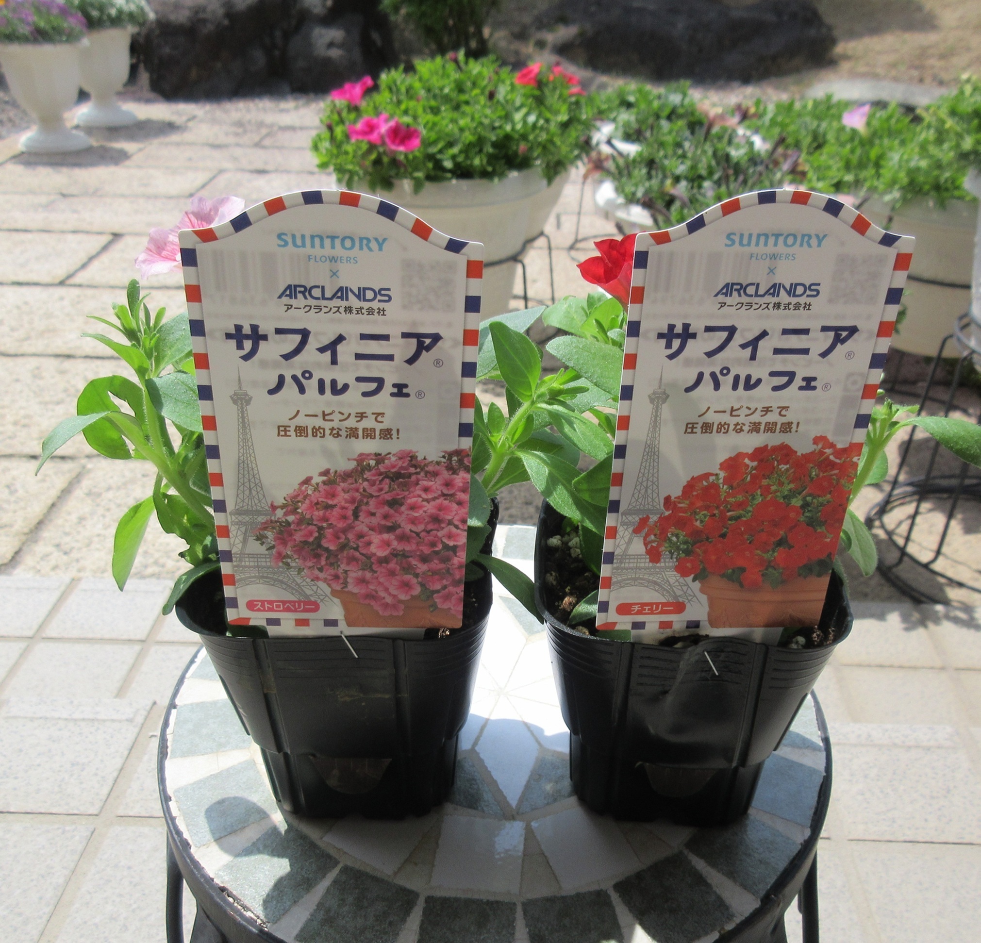 花菜 サフィニア パルフェと野菜苗を購入 | SUNSUNガーデン