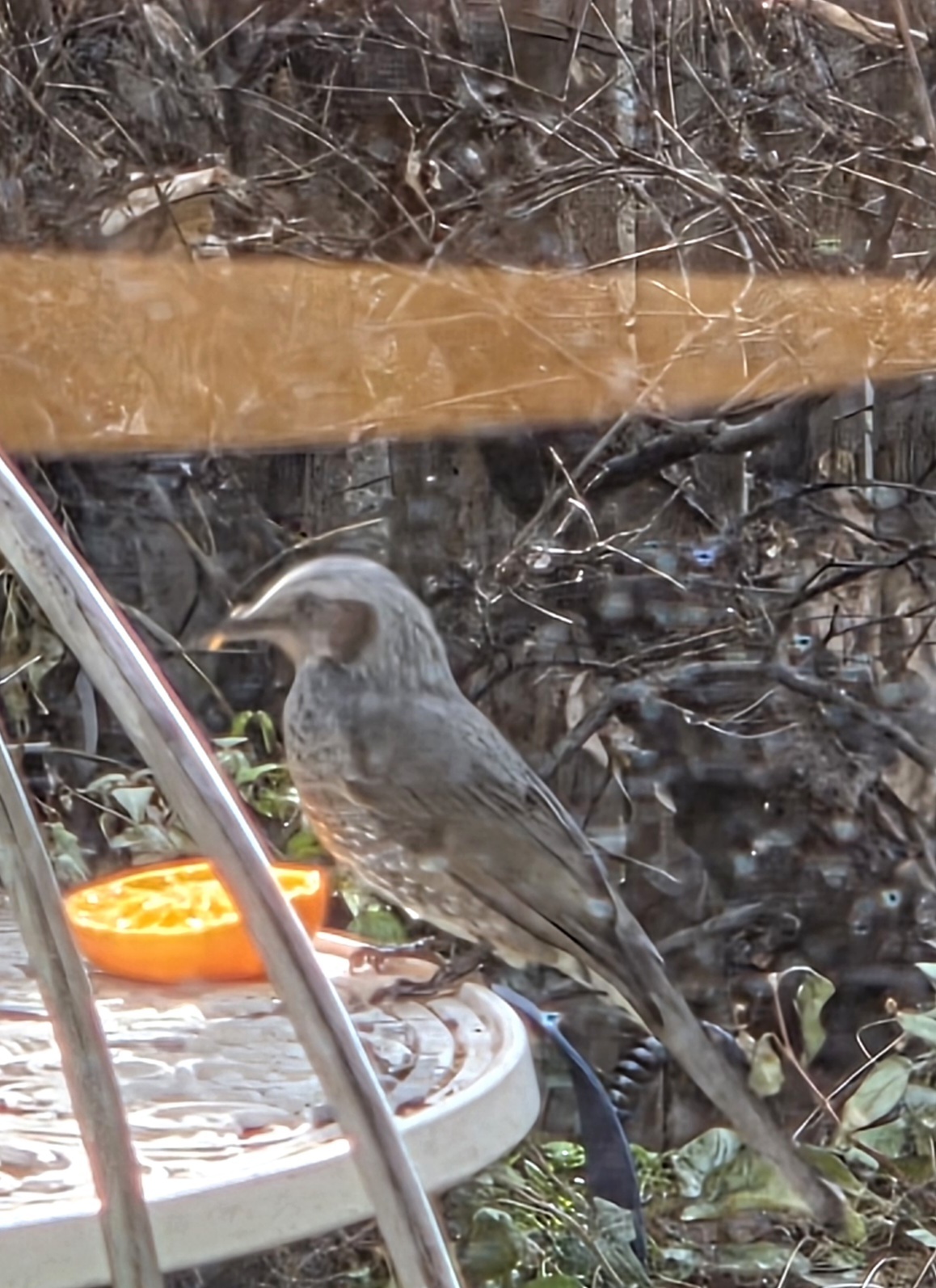 ひよどり🐦‍⬛