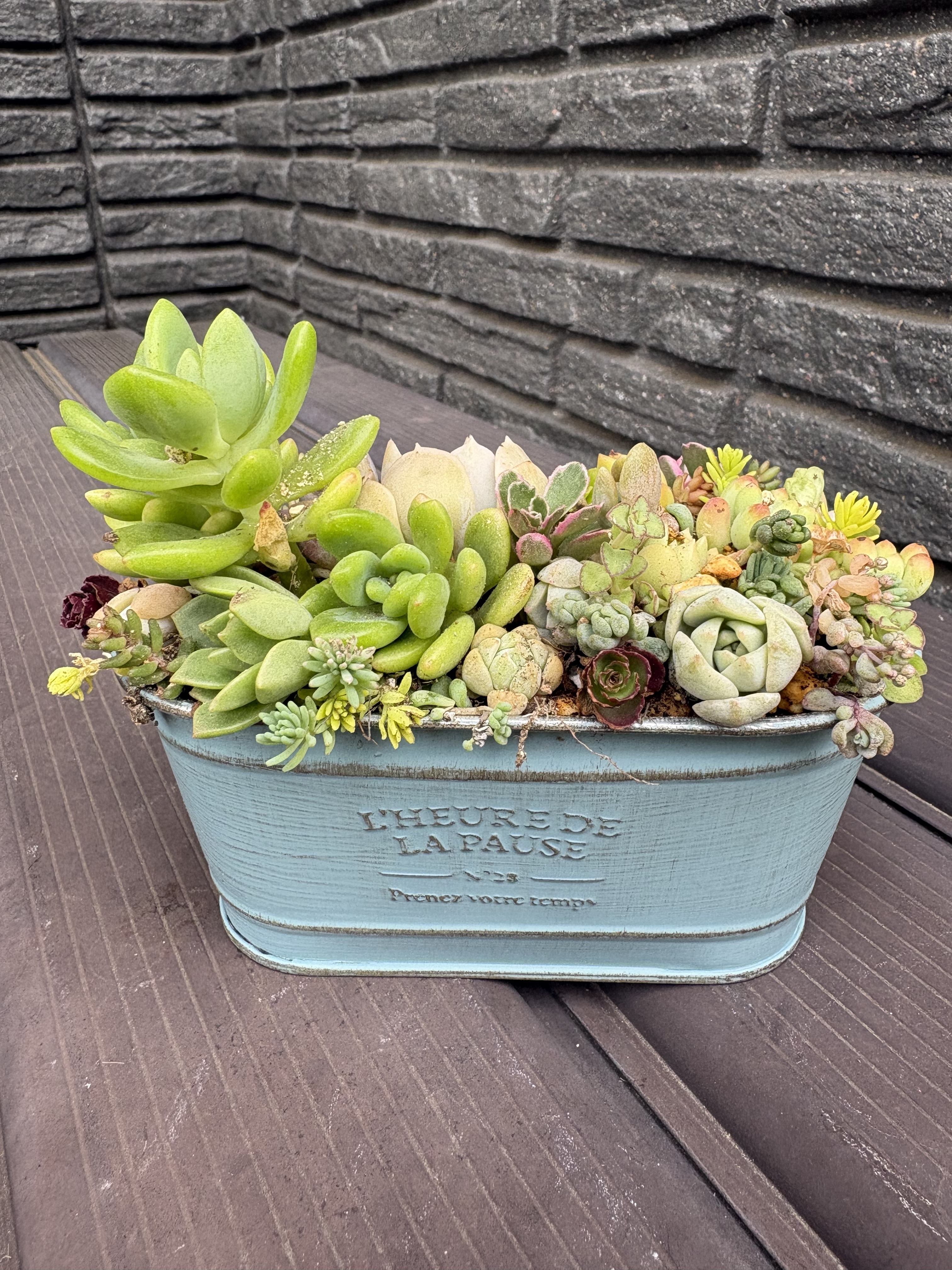 多肉植物の寄せ植え🪴 | CAINZ DIY Square