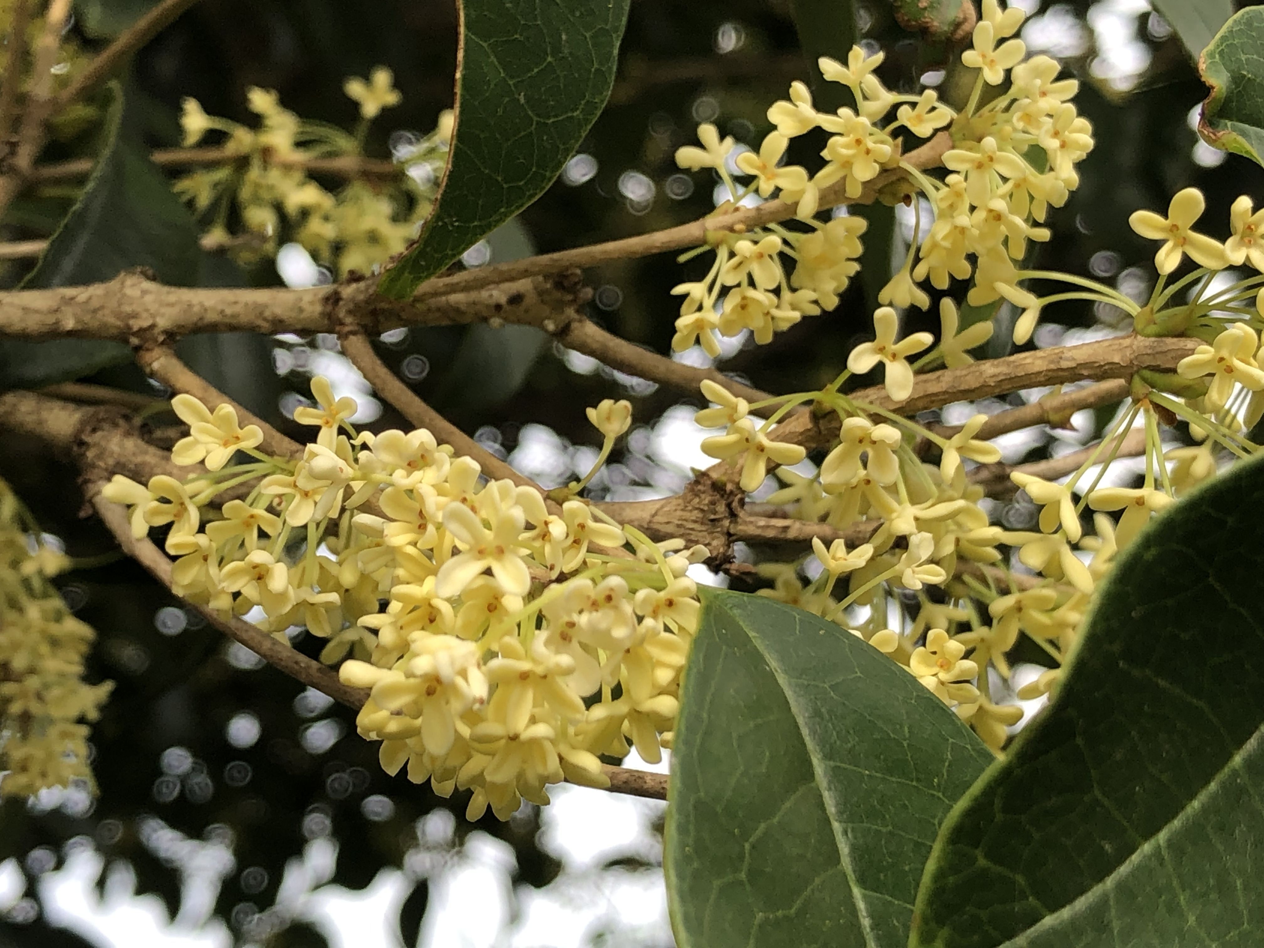 銀木犀／太木／植木／樹高90㌢に剪定済み 銀木犀／太木／植木／樹高90㌢に剪定済み
