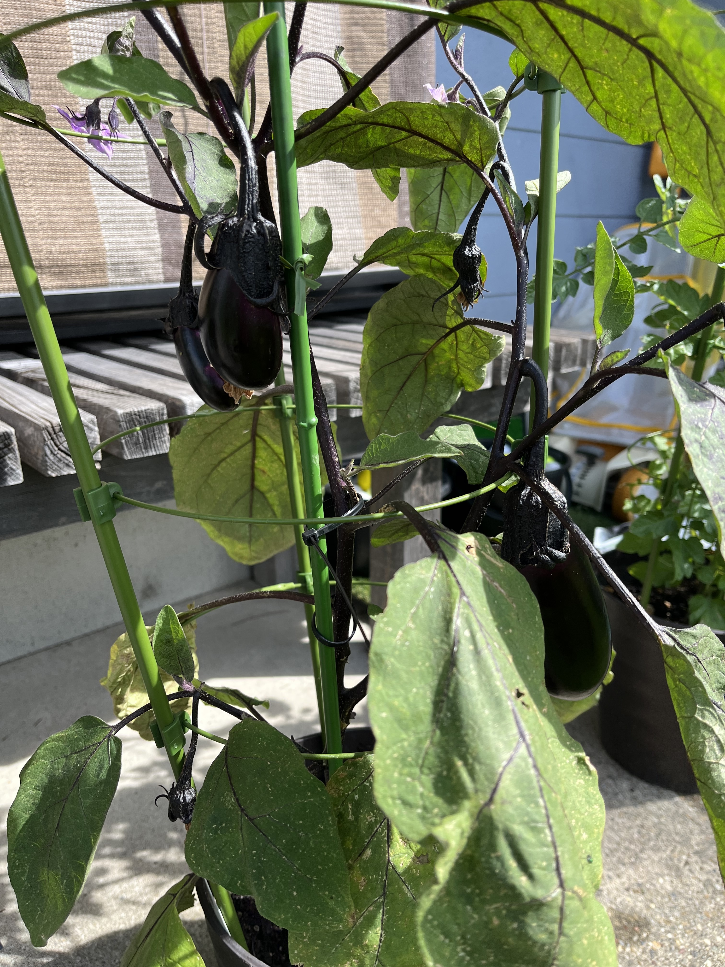 初めての家庭菜園🍆なす | CAINZ DIY Square
