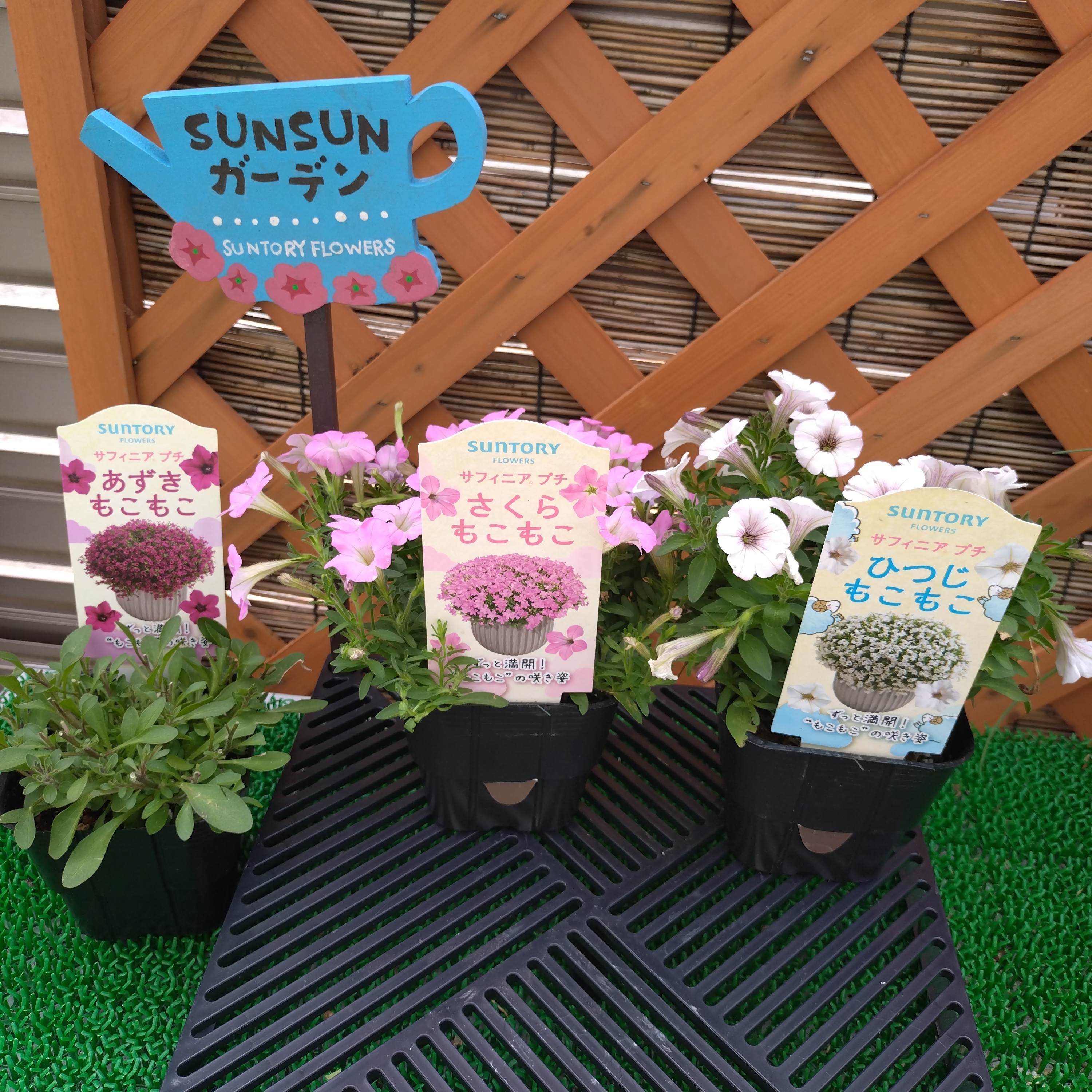 もこもこもこもこ | SUNSUNガーデン