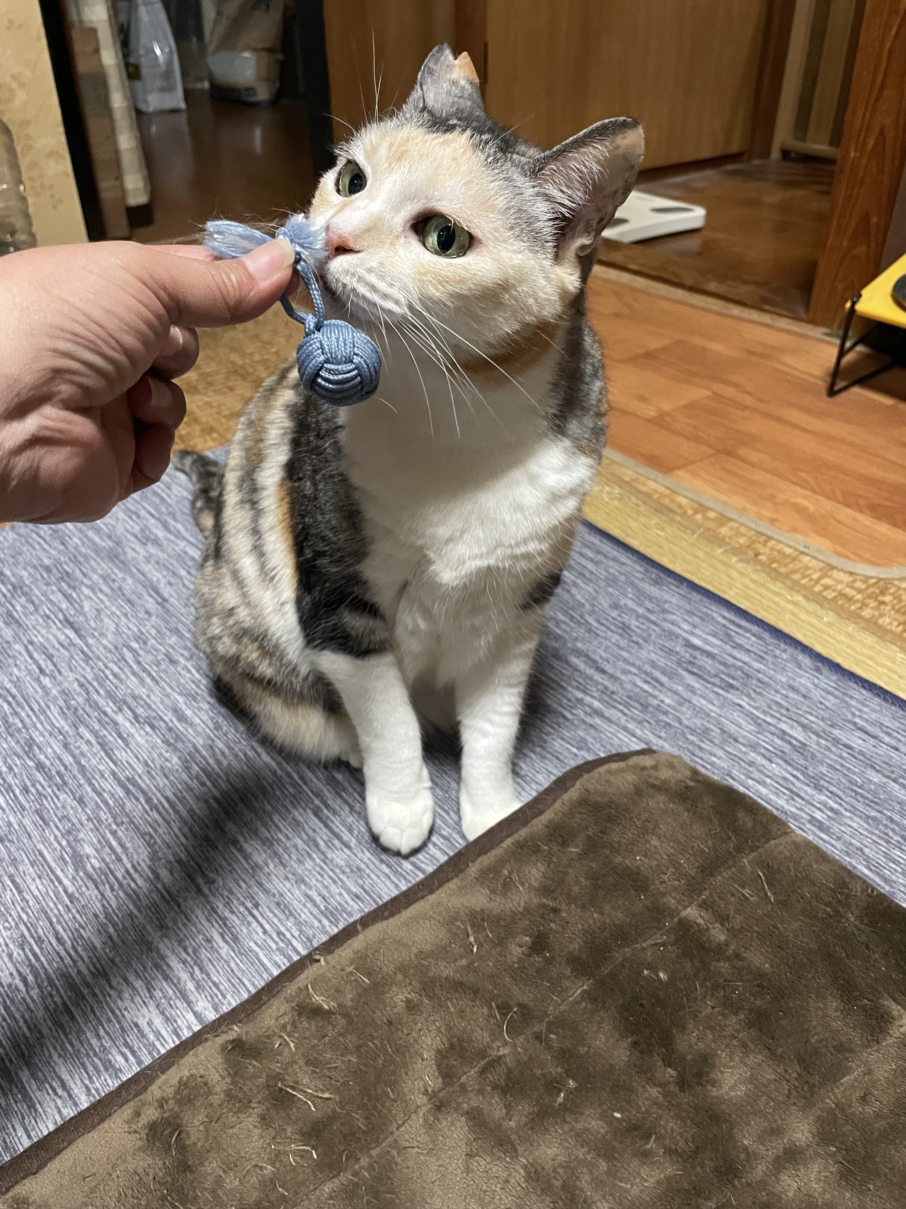 猫大興奮