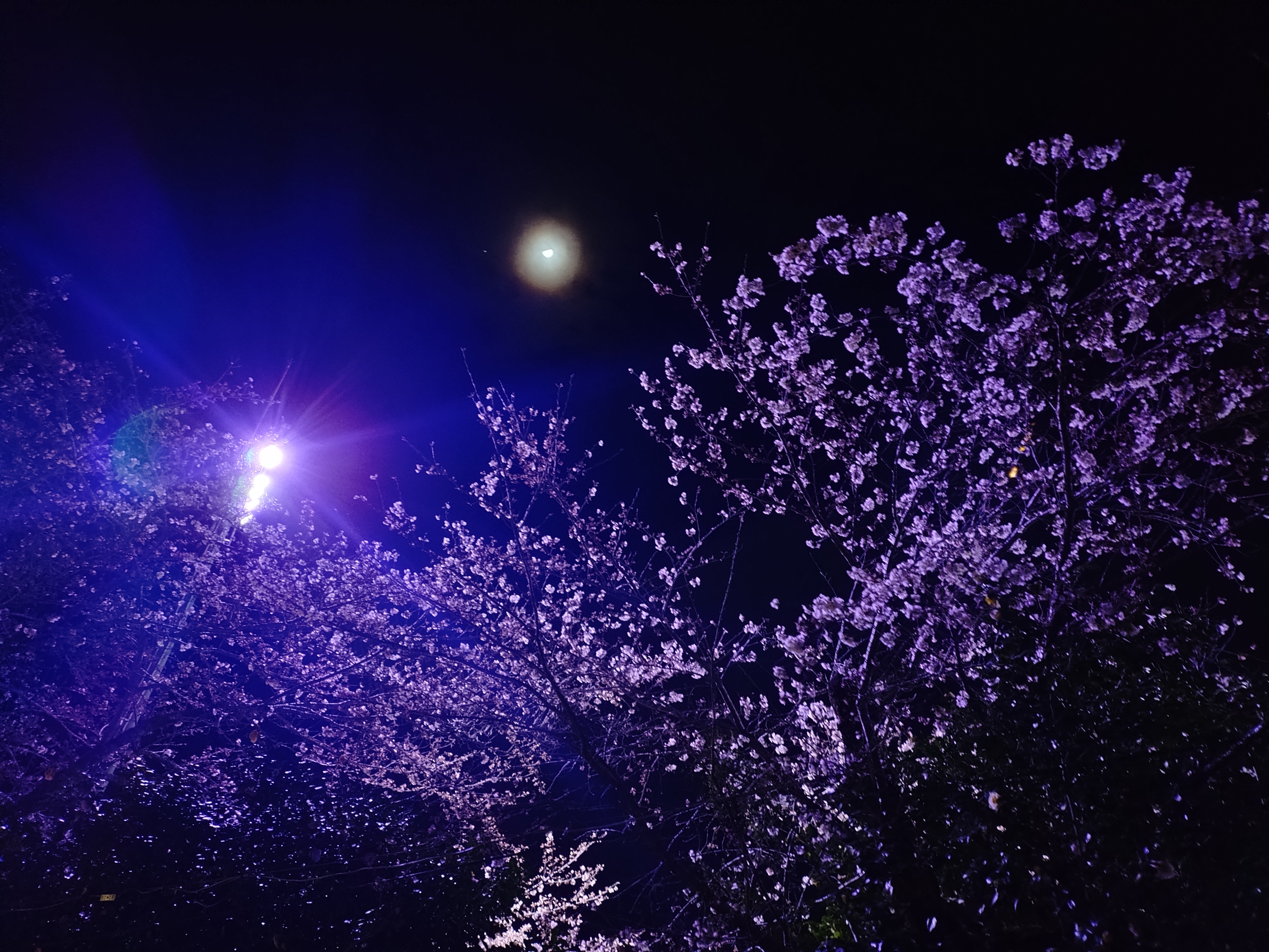 夜桜と月 | TORQUE STYLE