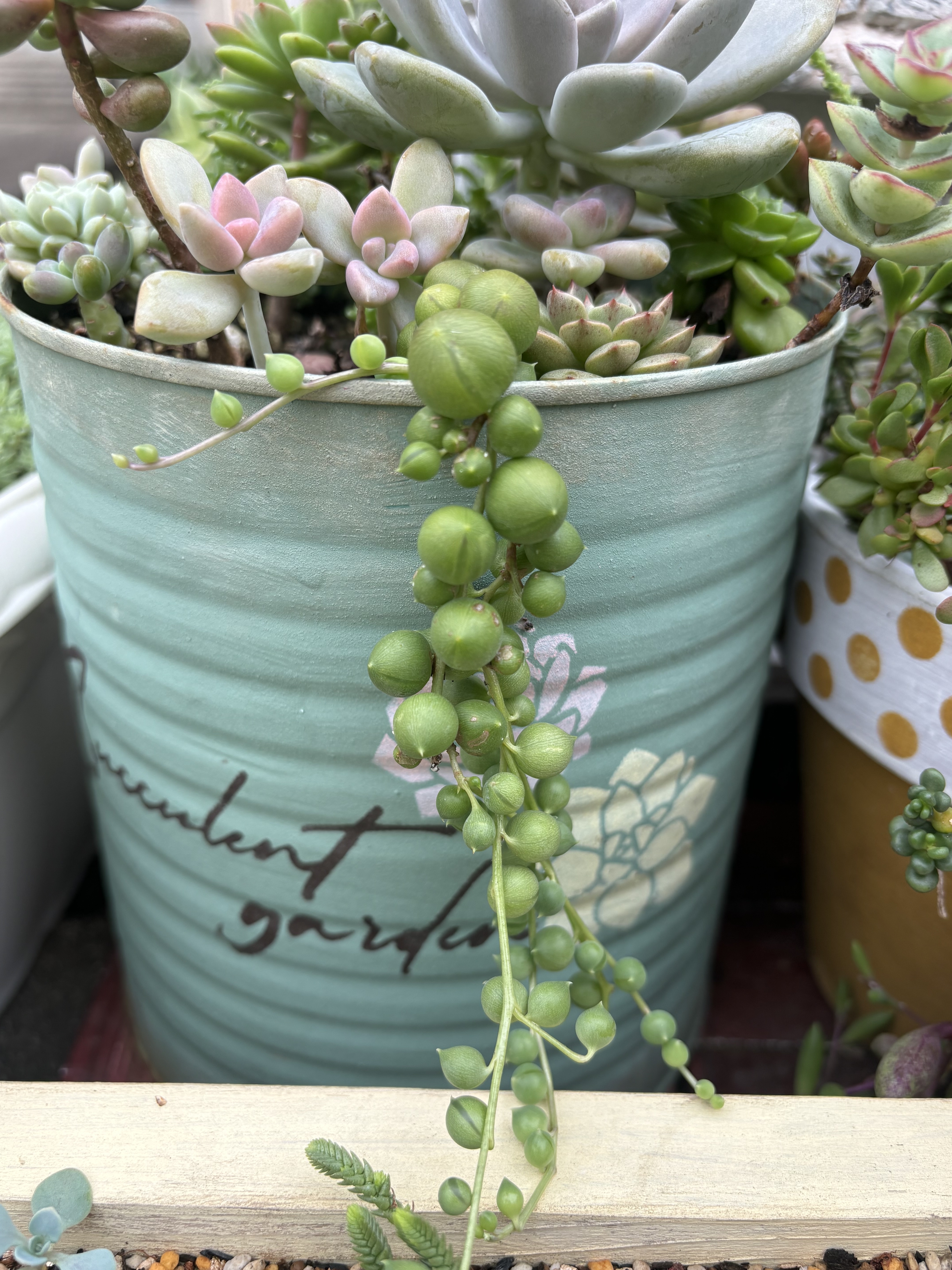 雨ざらしでプクプクのグリーンネックレス | CAINZ DIY Square