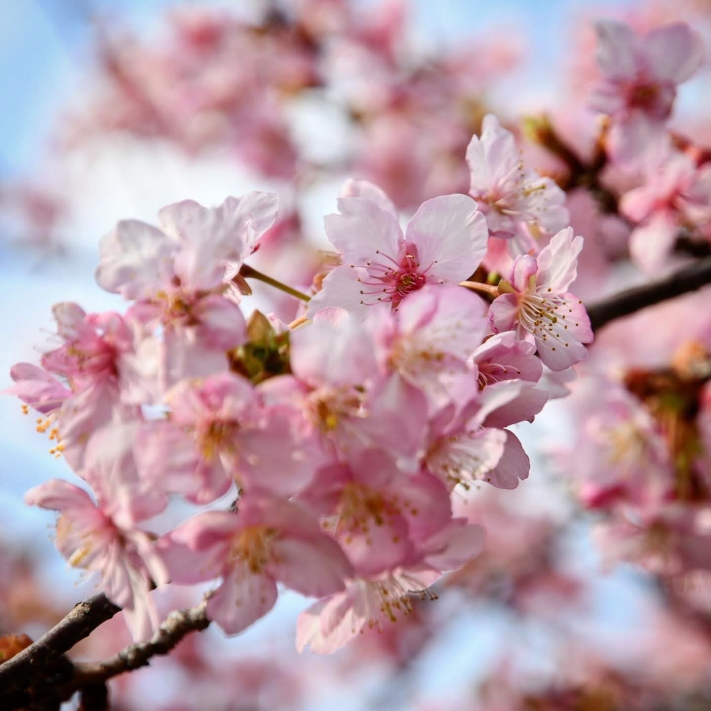 一足早く咲く桜🌸 | スバ学＜SUBARU公式ファンコミュニティサイト＞