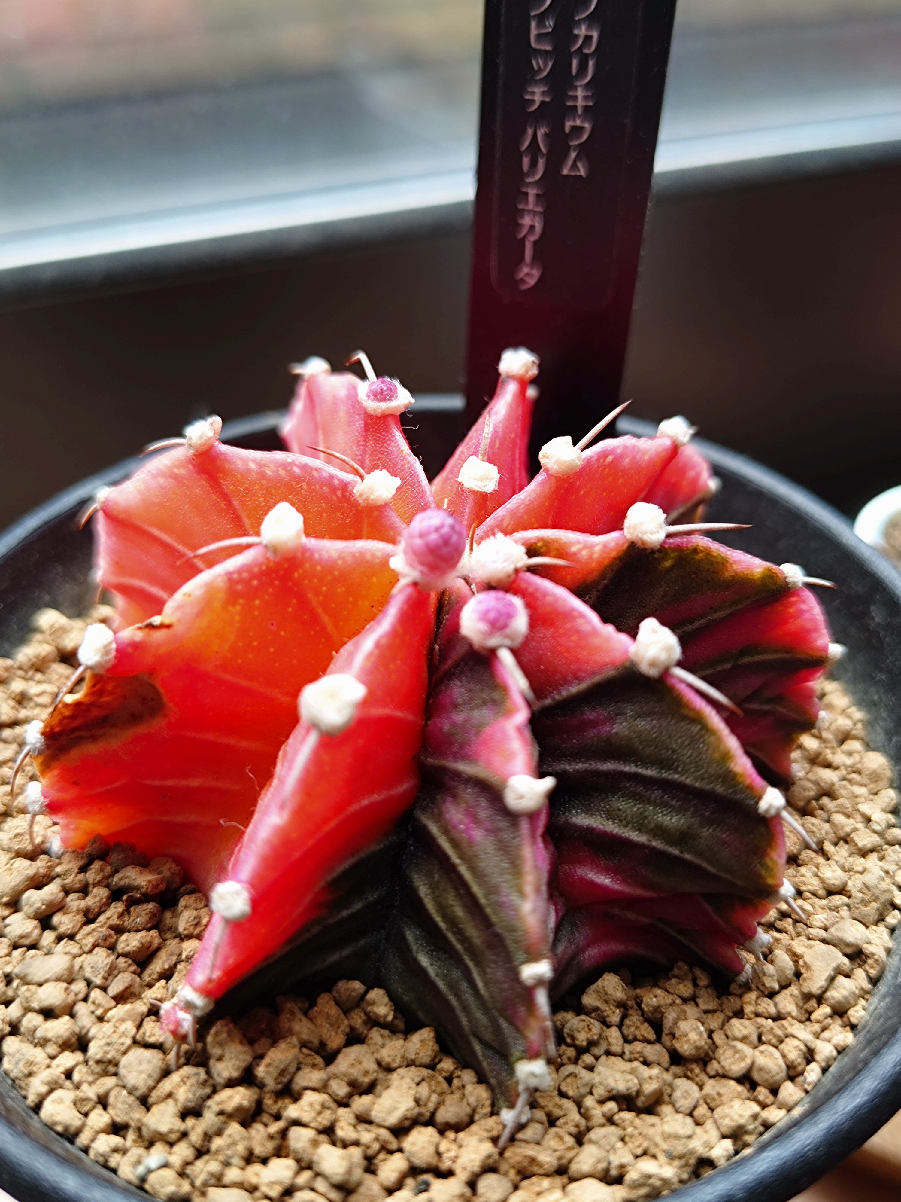 サボテン花芽？ | CAINZ DIY Square