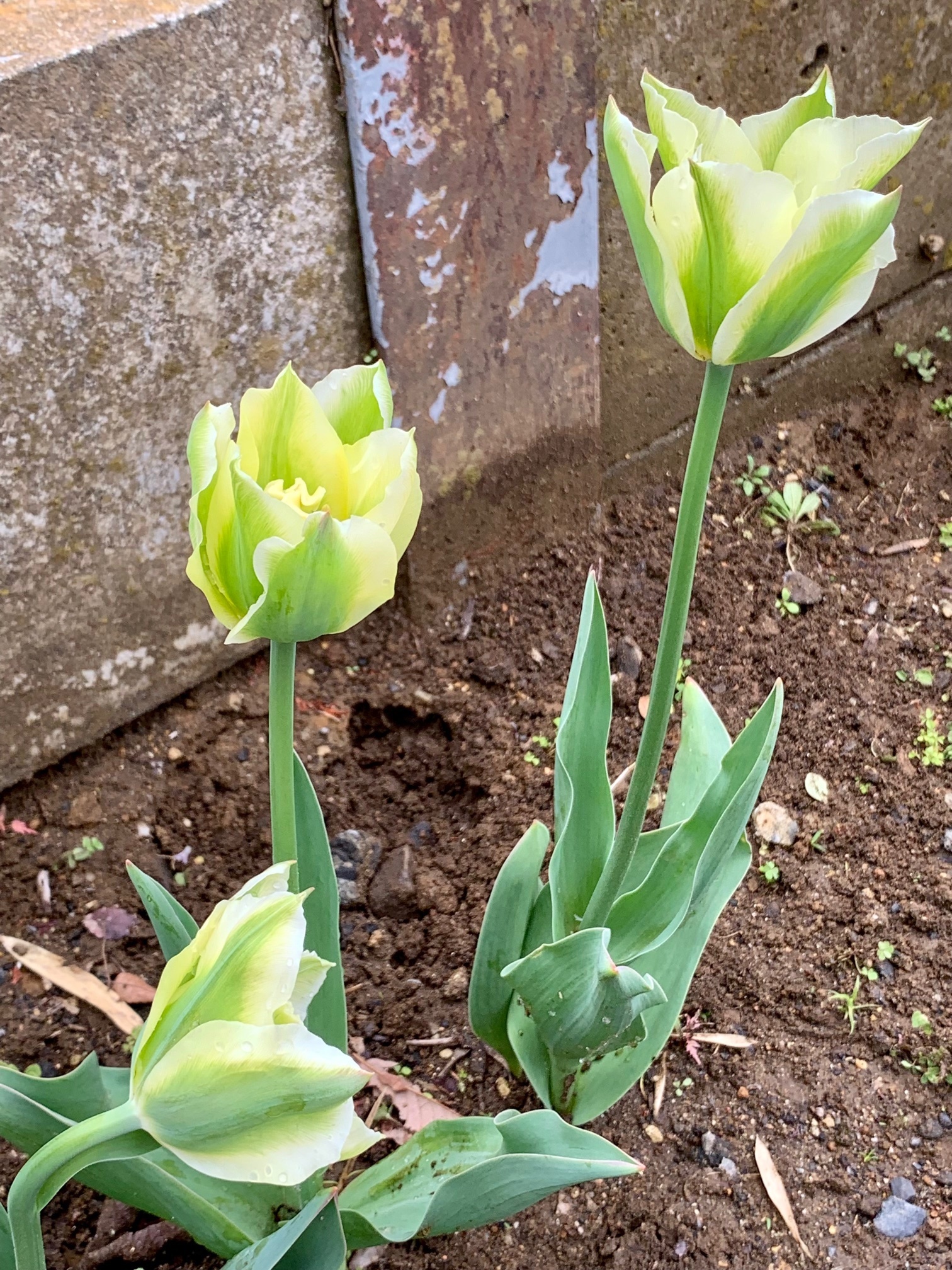 チューリップ🌷スプリンググリーン | CAINZ DIY Square