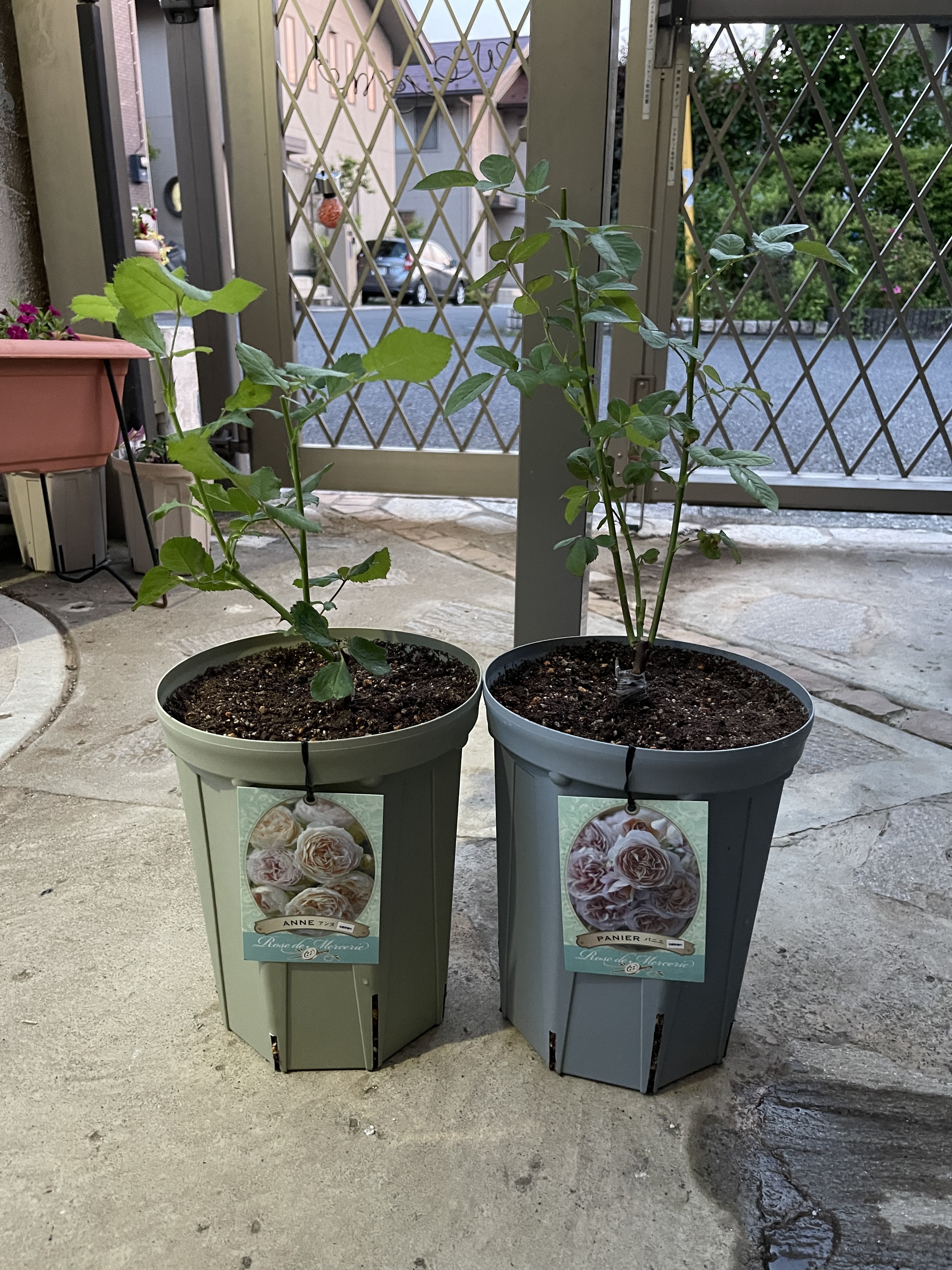バラ 新苗の植え付け | CAINZ DIY Square