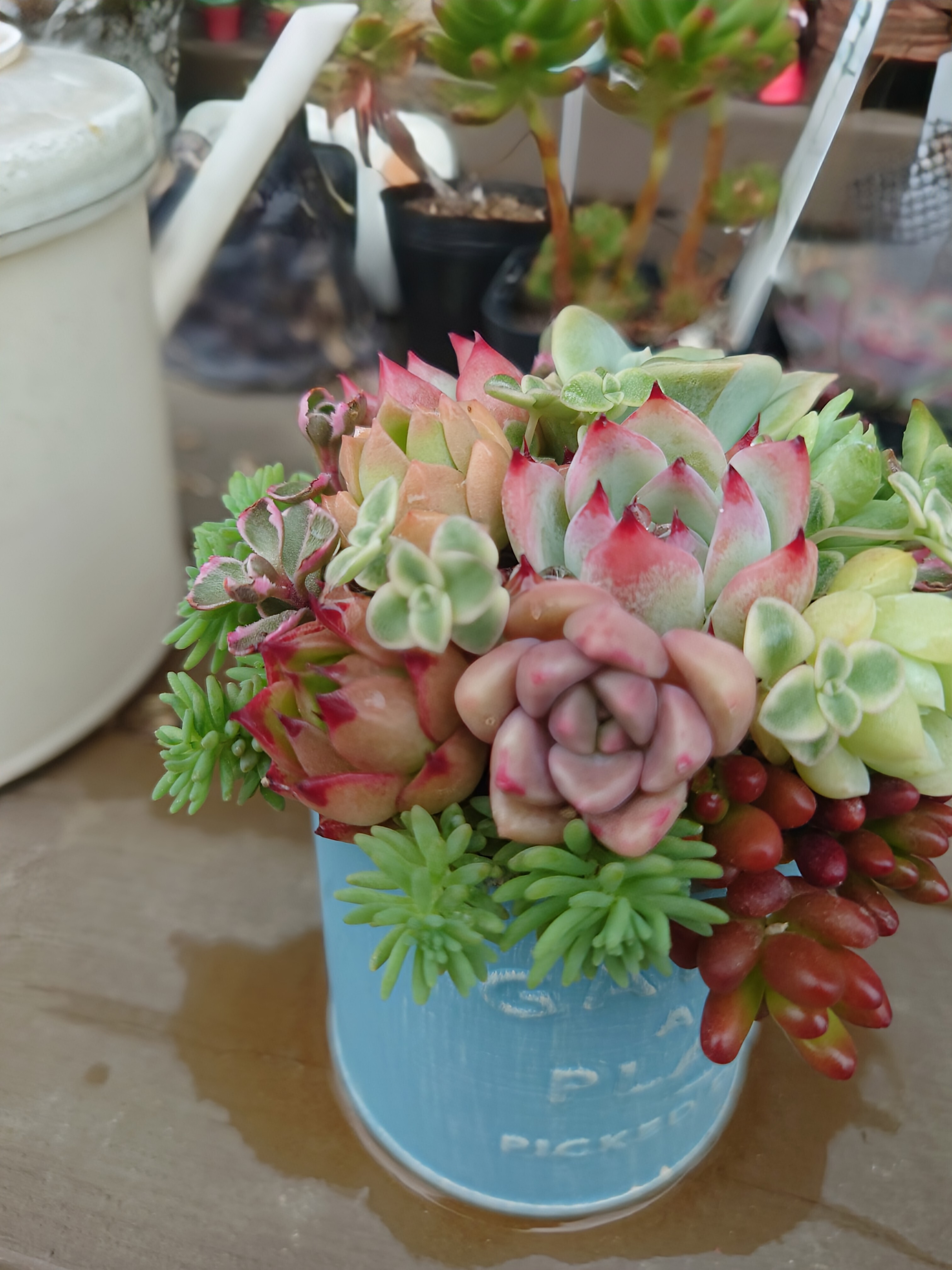 多肉植物寄植え放題💕 | CAINZ DIY Square