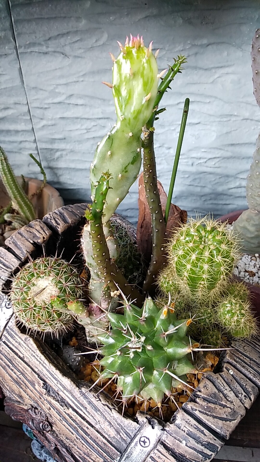 サボテンの成長🌵 | CAINZ DIY Square